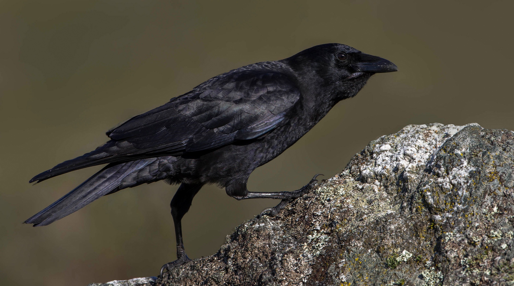 Обои камень, птица, клюв, ворона, stone, bird, beak, crow разрешение 1950x1086 Загрузить