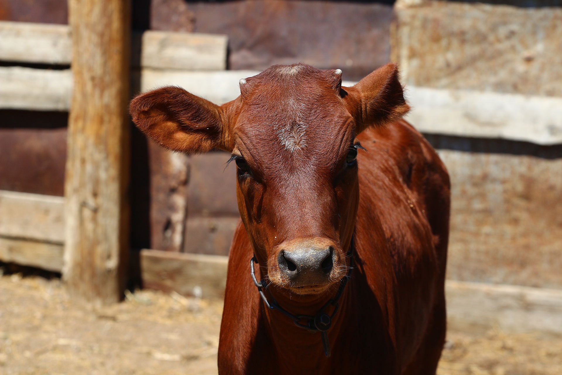 Обои морда, взгляд, корова, загон, телёнок, face, look, cow, corral, calf разрешение 1920x1280 Загрузить