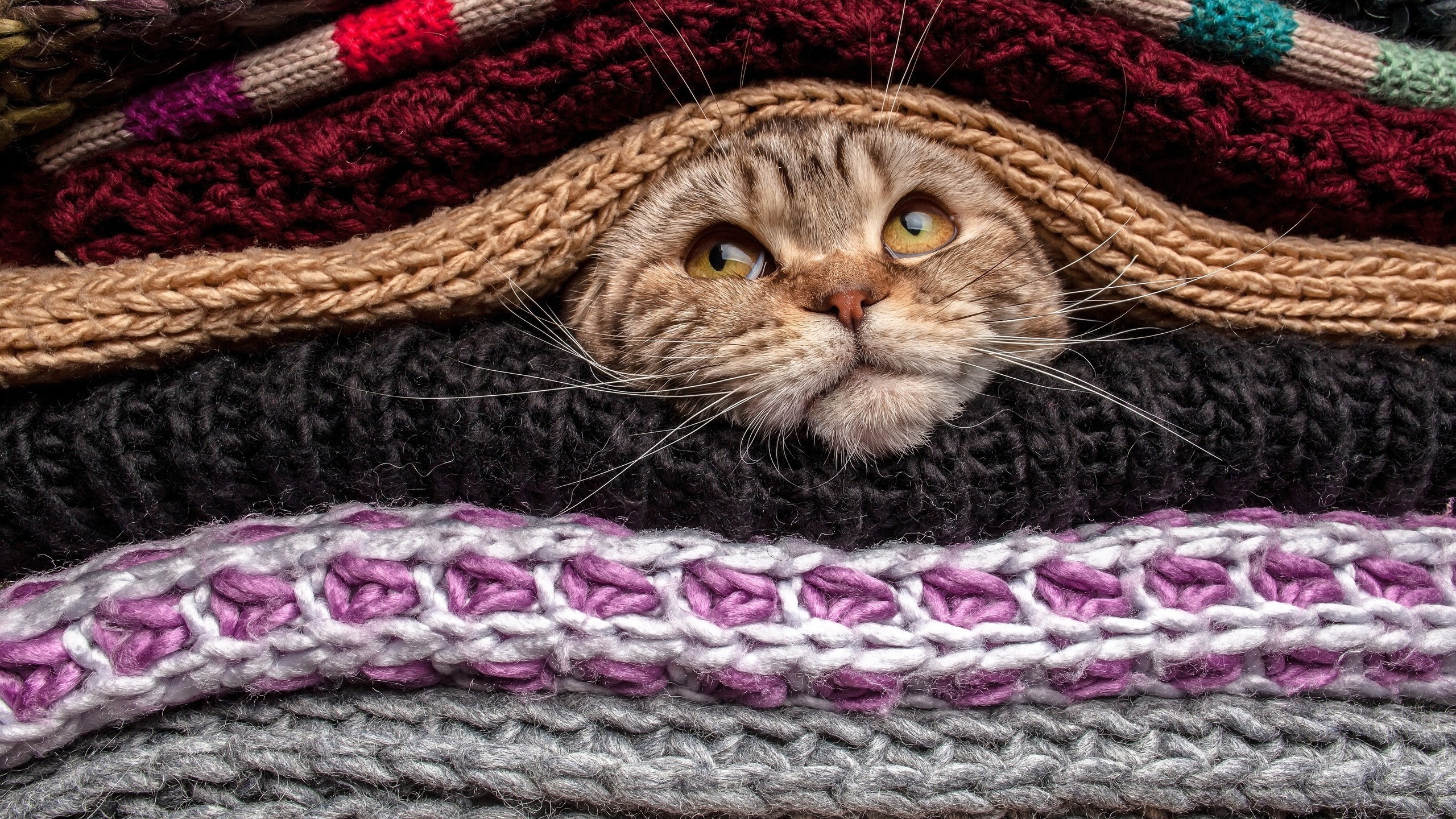 Уютный котик