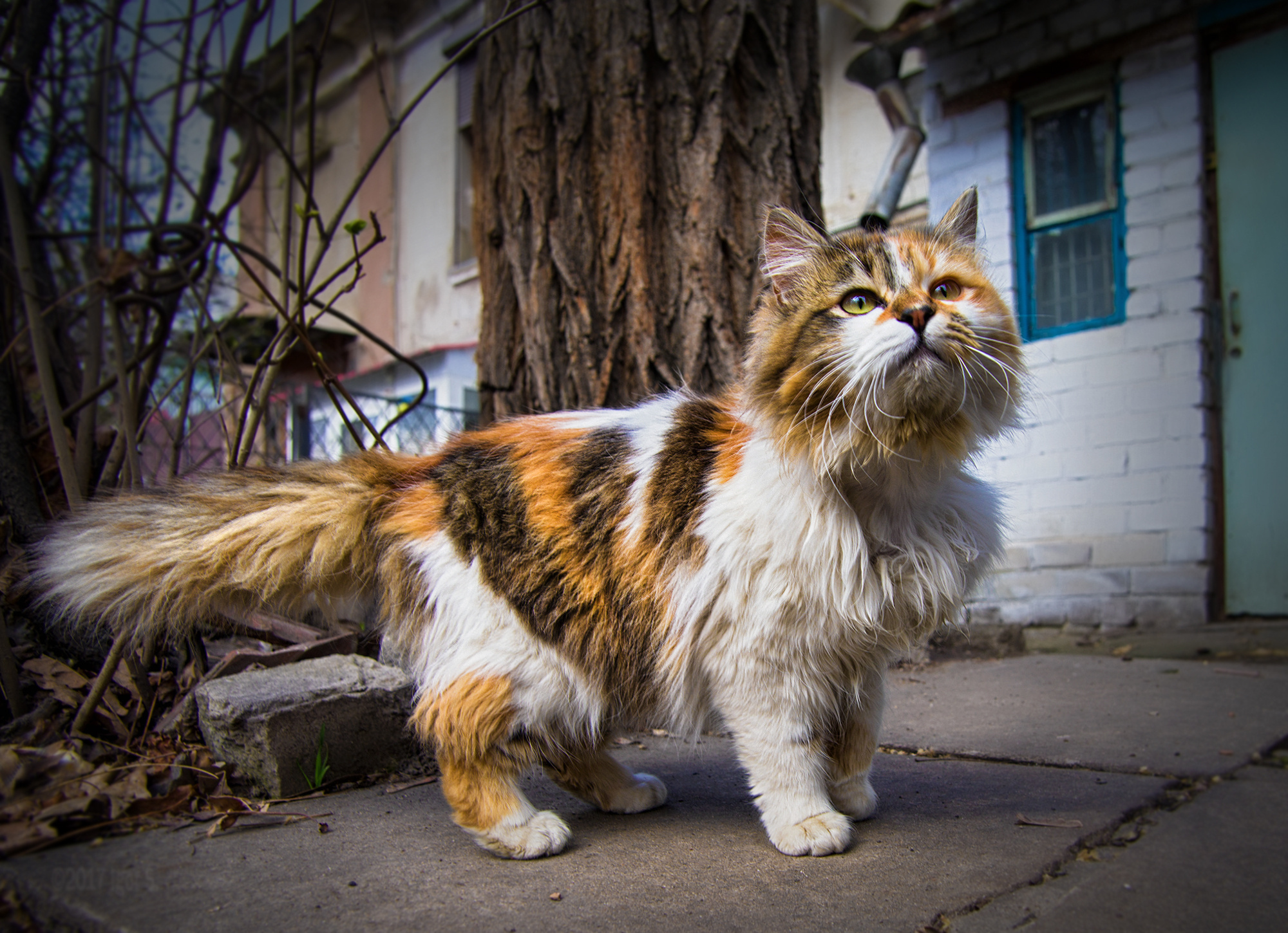 Кошки когда можно на улицу. Кошки. Кошка на улице. Пестрая кошка. Домашние кошки на улице.