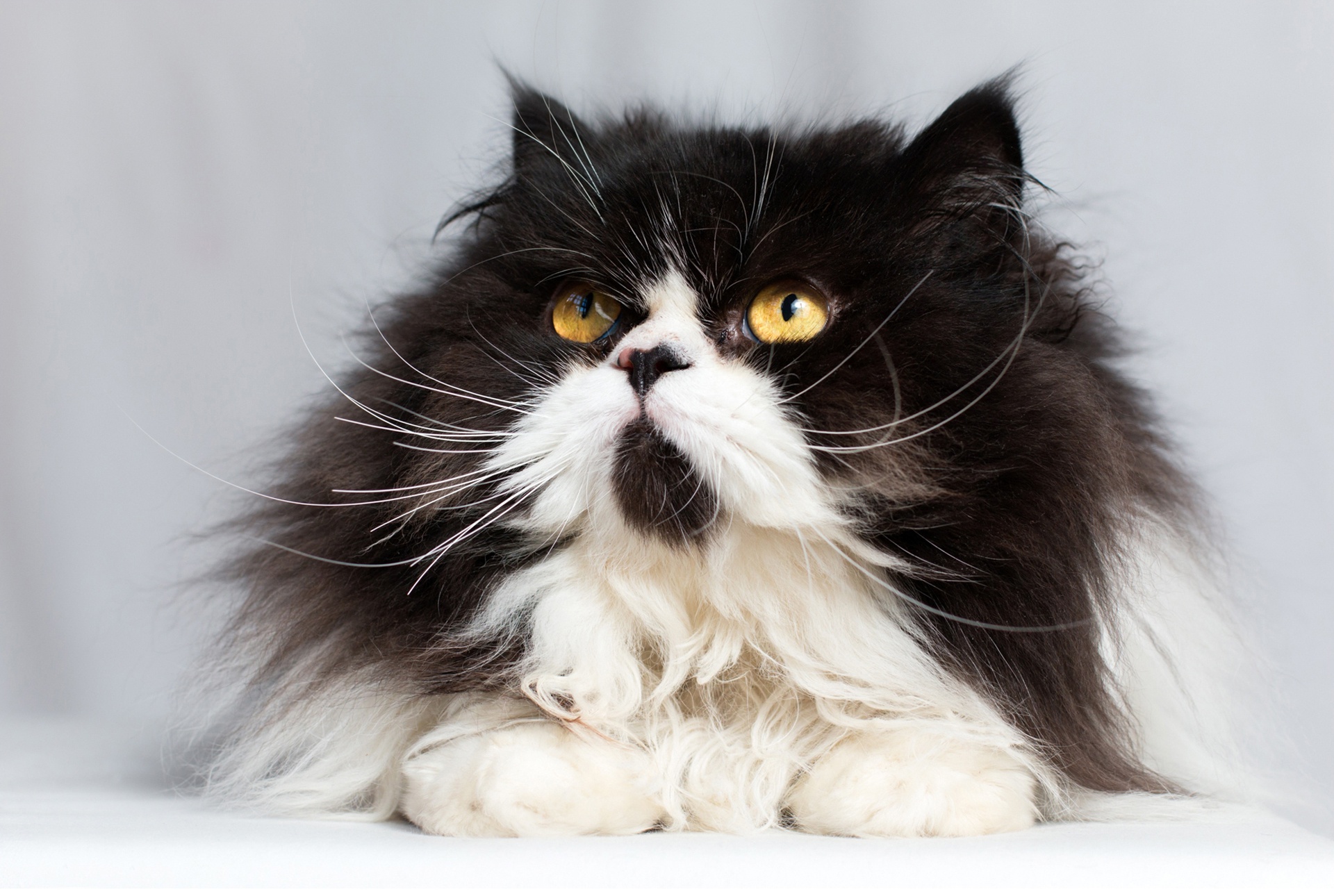 Обои кот, мордочка, усы, кошка, взгляд, пушистая, персидская кошка, cat, muzzle, mustache, look, fluffy, persian cat разрешение 1920x1290 Загрузить