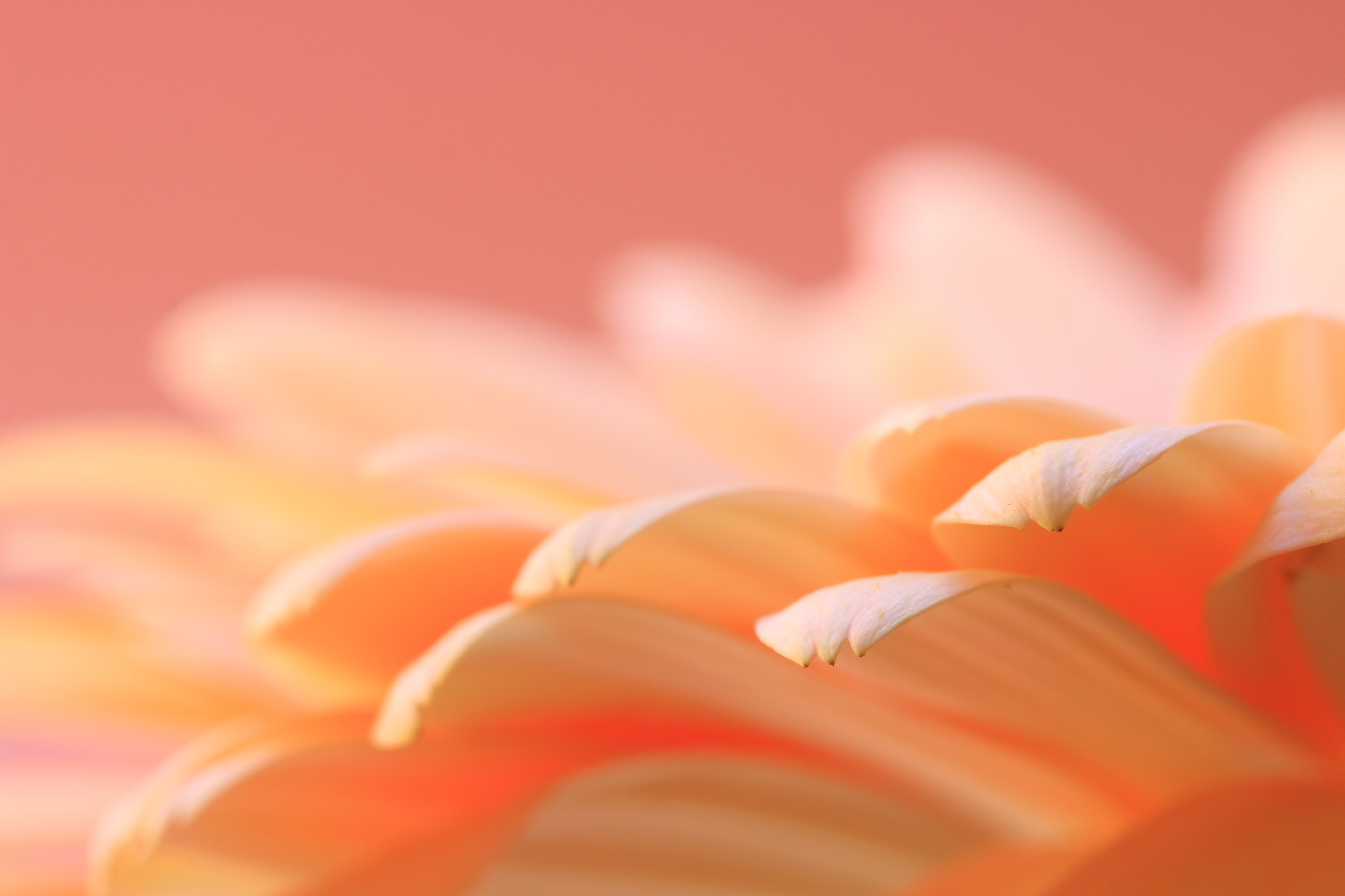 Обои макро, цветок, лепестки, гербера, macro, flower, petals, gerbera разрешение 5472x3648 Загрузить