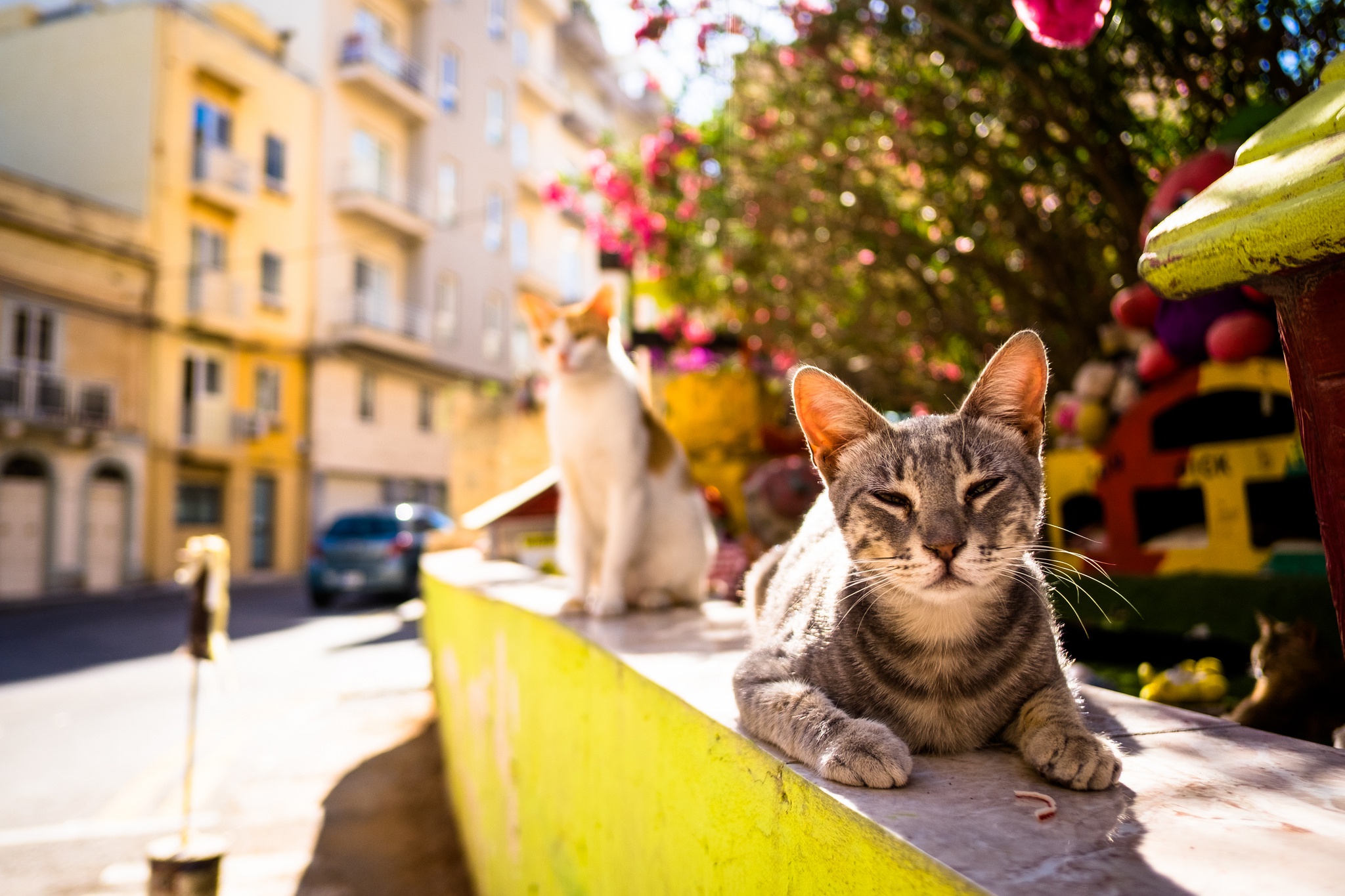 Кошки когда можно на улицу. Город кошек. Кошка на улице. Кошка в улице города на солнце. Кошка на солнце.