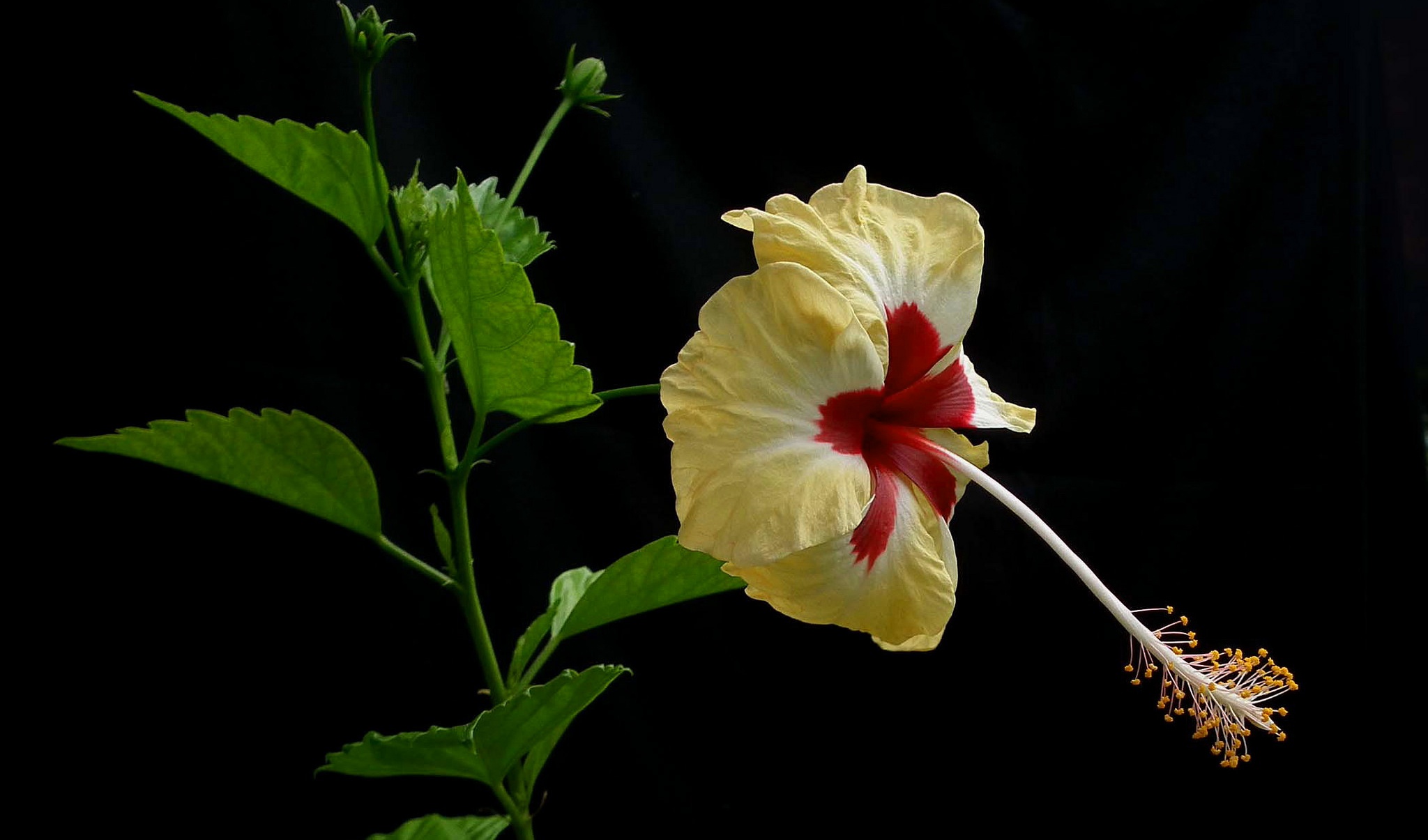 Обои макро, фон, лепестки, гибискус, macro, background, petals, hibiscus разрешение 2048x1205 Загрузить