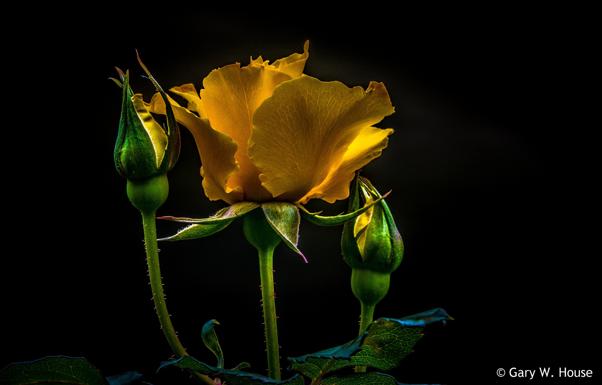 Обои цветы, бутоны, макро, фон, роза, лепестки, черный фон, желтые, flowers, buds, macro, background, rose, petals, black background, yellow разрешение 2048x1311 Загрузить