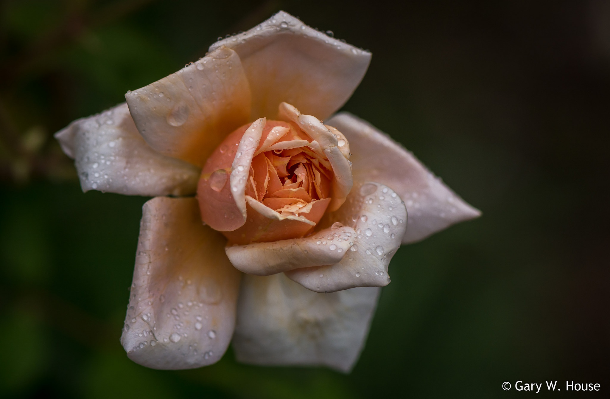 Обои макро, фон, капли, роза, лепестки, macro, background, drops, rose, petals разрешение 2048x1339 Загрузить