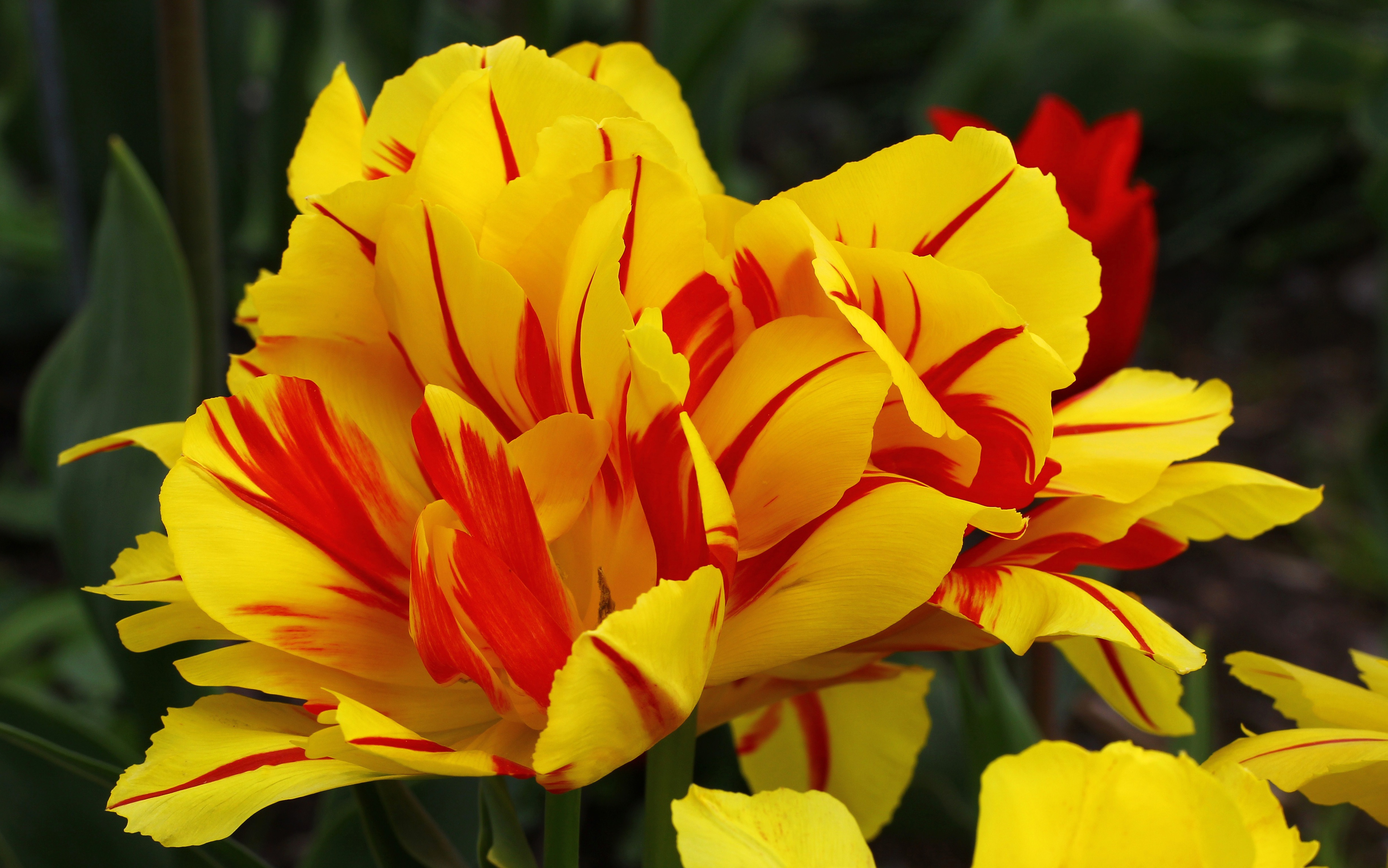 Обои цветы, макро, лепестки, весна, тюльпаны, тюльпан, flowers, macro, petals, spring, tulips, tulip разрешение 4890x3060 Загрузить