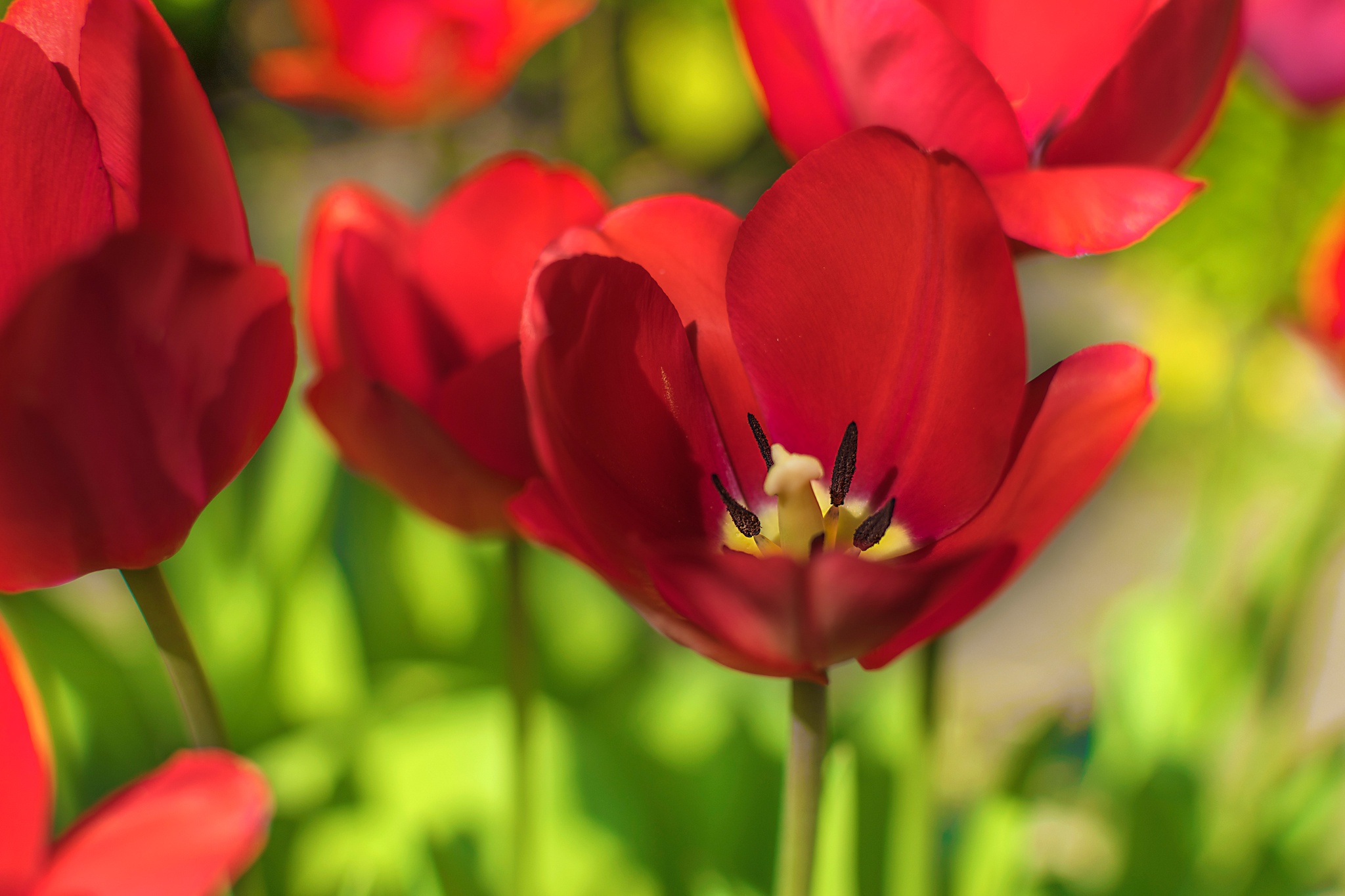 Обои цветы, макро, лепестки, тюльпаны, красные тюльпаны, flowers, macro, petals, tulips, red tulips разрешение 2048x1365 Загрузить