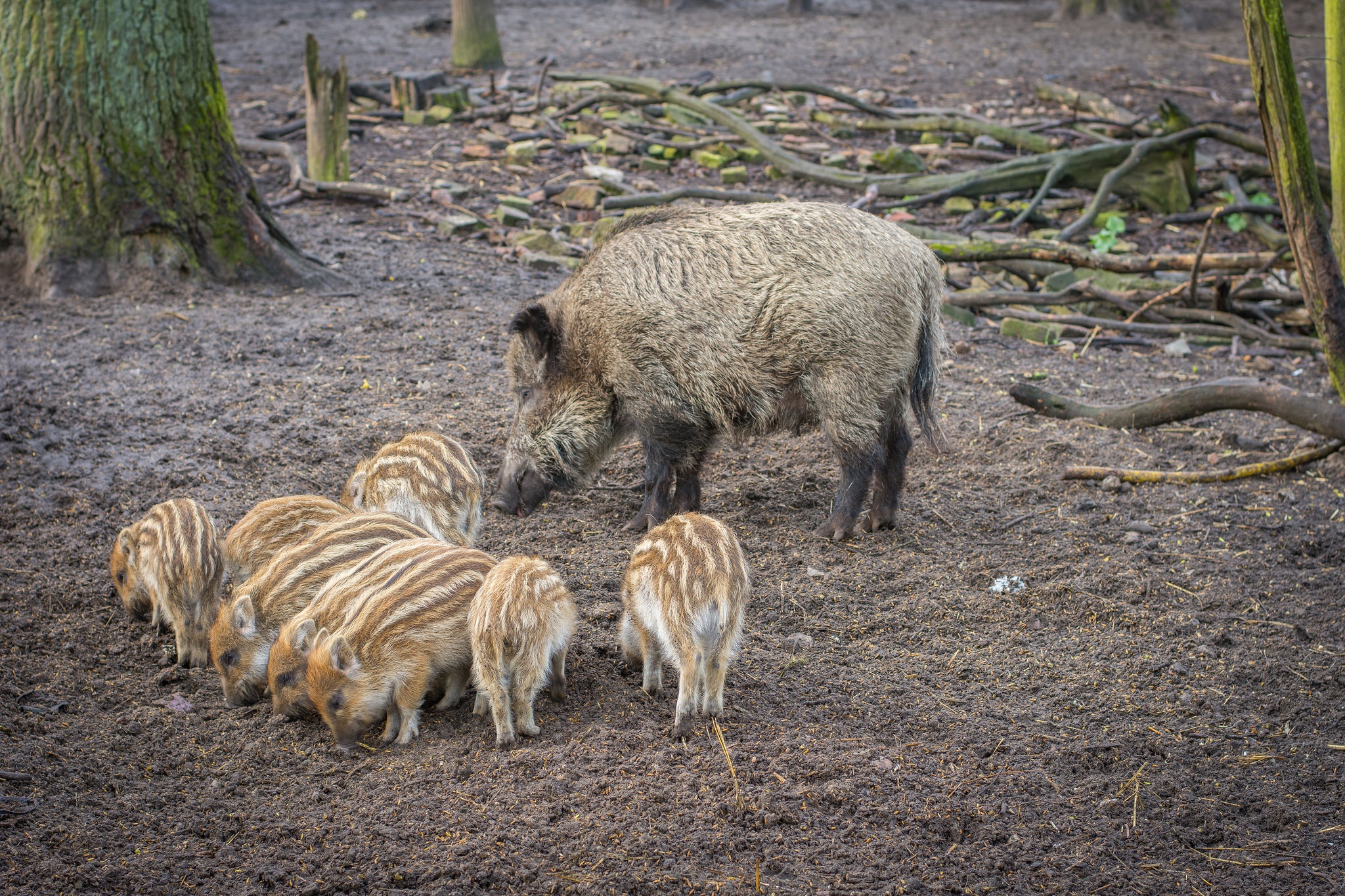 Обои мама, свинья, кабаны, кабанчики, поросята, кабанята, mom, pig, boars, hog, pigs разрешение 2048x1365 Загрузить