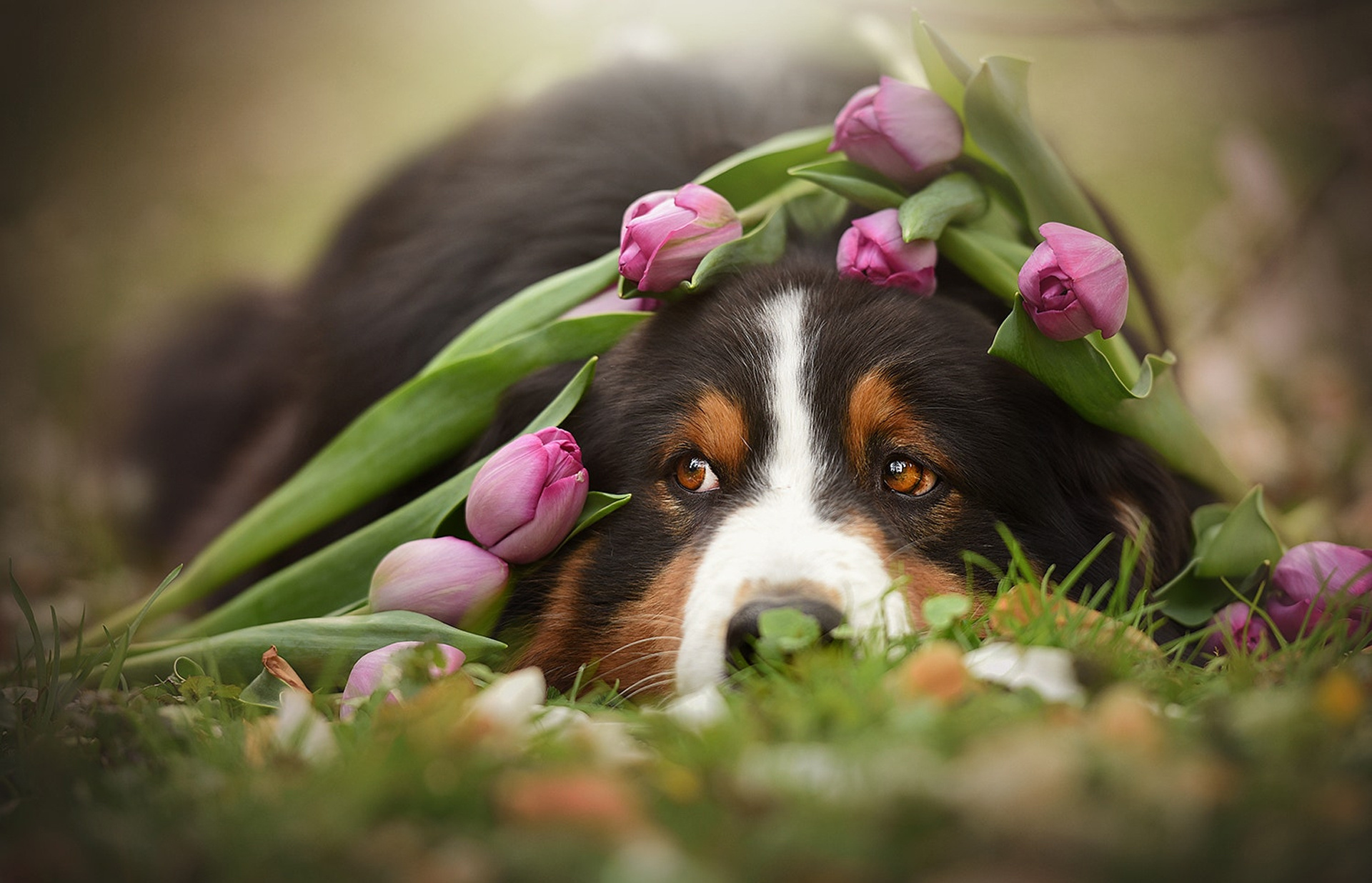 Обои морда, цветы, собака, тюльпаны, животное, пес, бернский зенненхунд, anne geier, face, flowers, dog, tulips, animal, bernese mountain dog разрешение 1920x1236 Загрузить