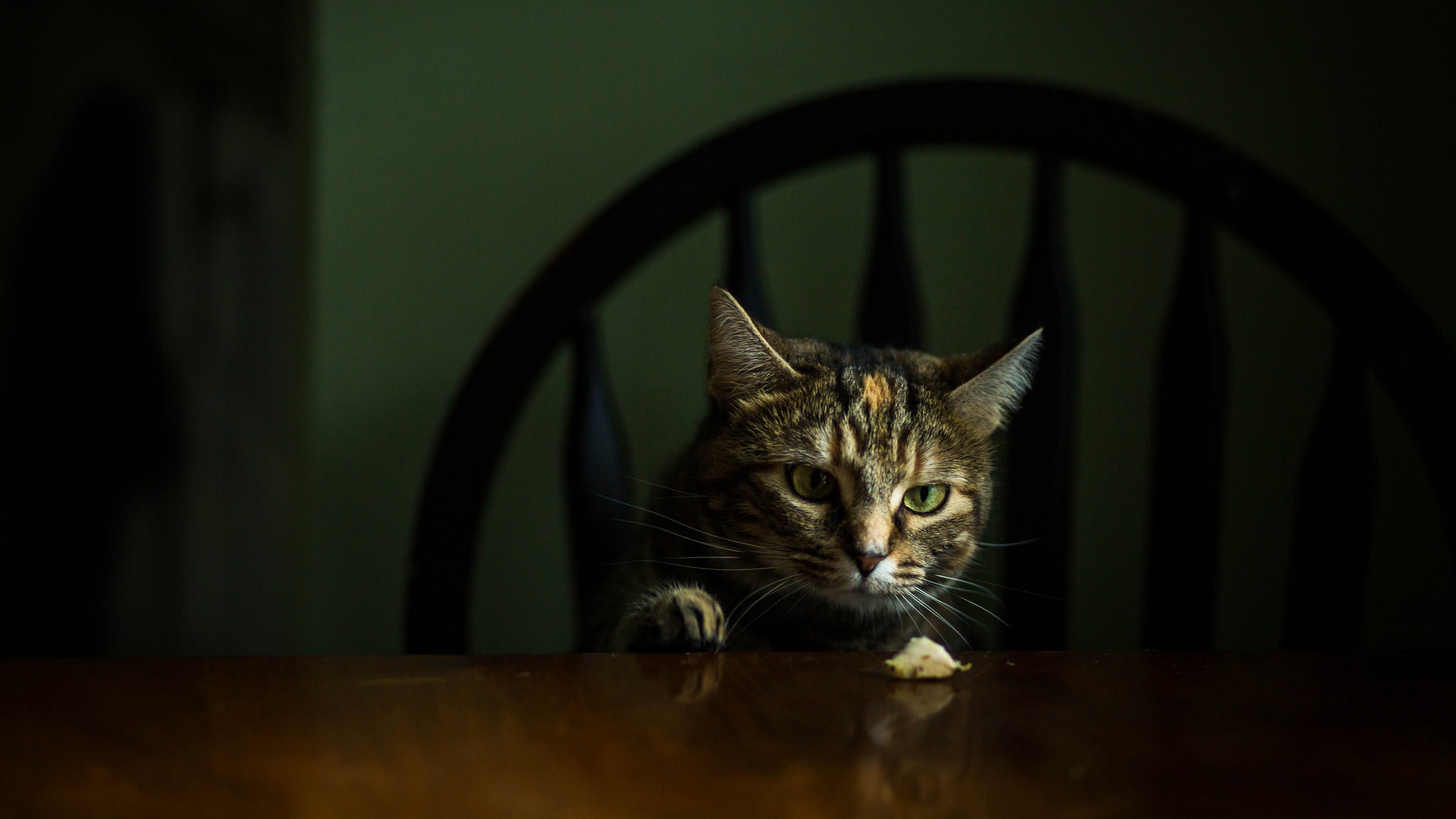 Обои морда, кот, кошка, взгляд, стол, стул, темный фон, face, cat, look, table, chair, the dark background разрешение 2048x1152 Загрузить