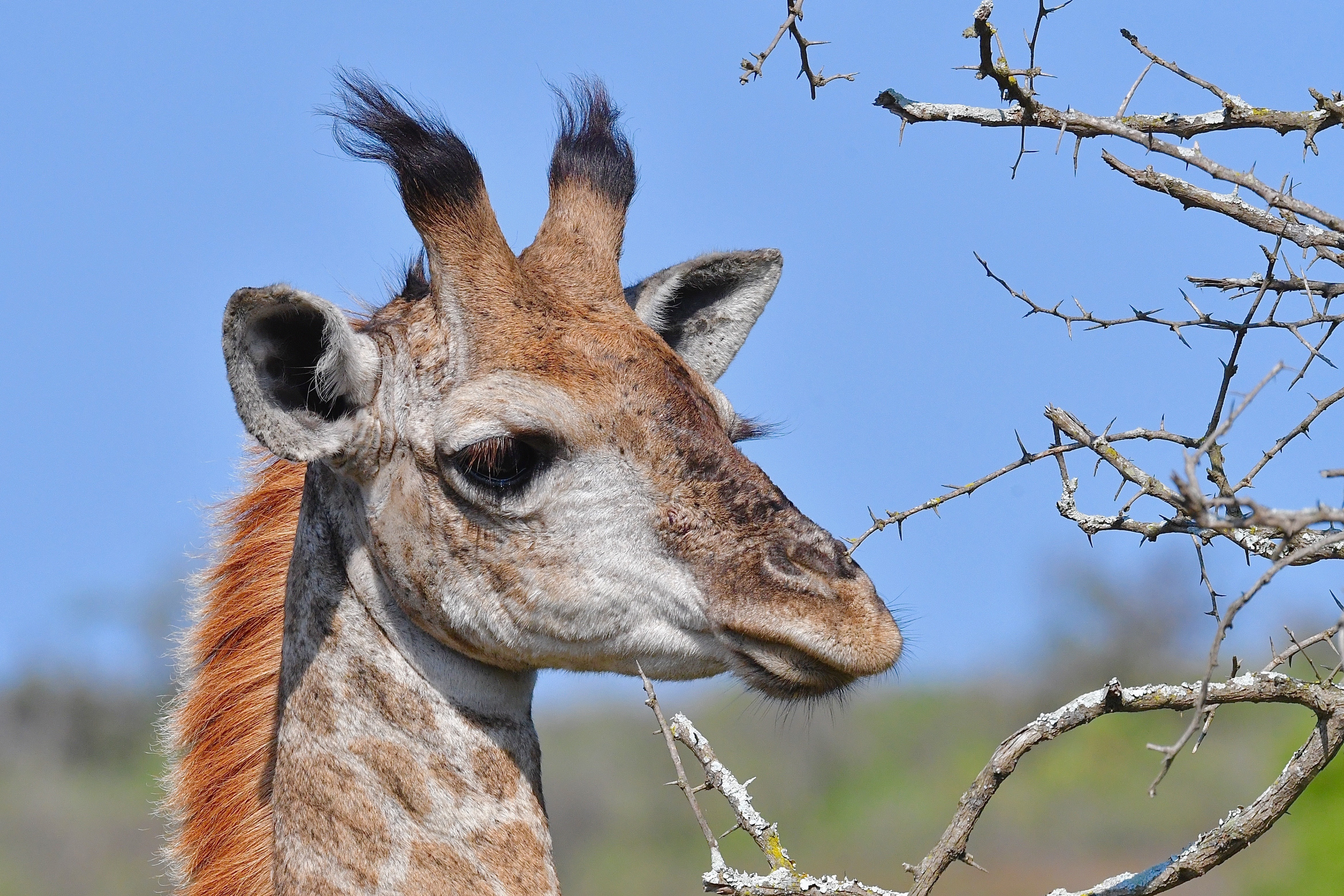 Обои морда, ветки, колючки, животное, жираф, рожки, face, branches, barb, animal, giraffe, horns разрешение 4669x3113 Загрузить