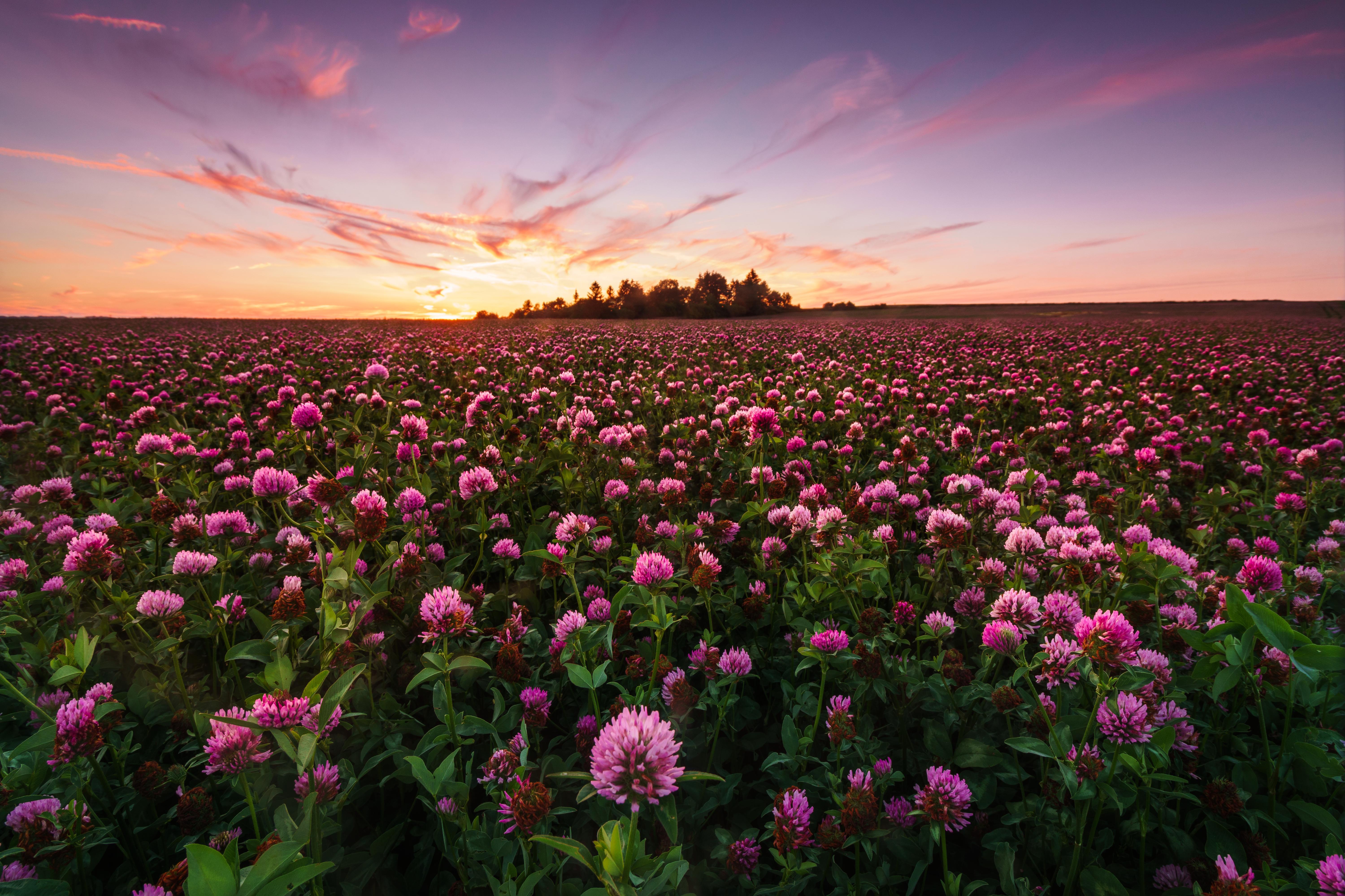 Обои небо, цветы, деревья, вечер, клевер, закат солнца, луг, the sky, flowers, trees, the evening, clover, sunset, meadow разрешение 6000x4000 Загрузить