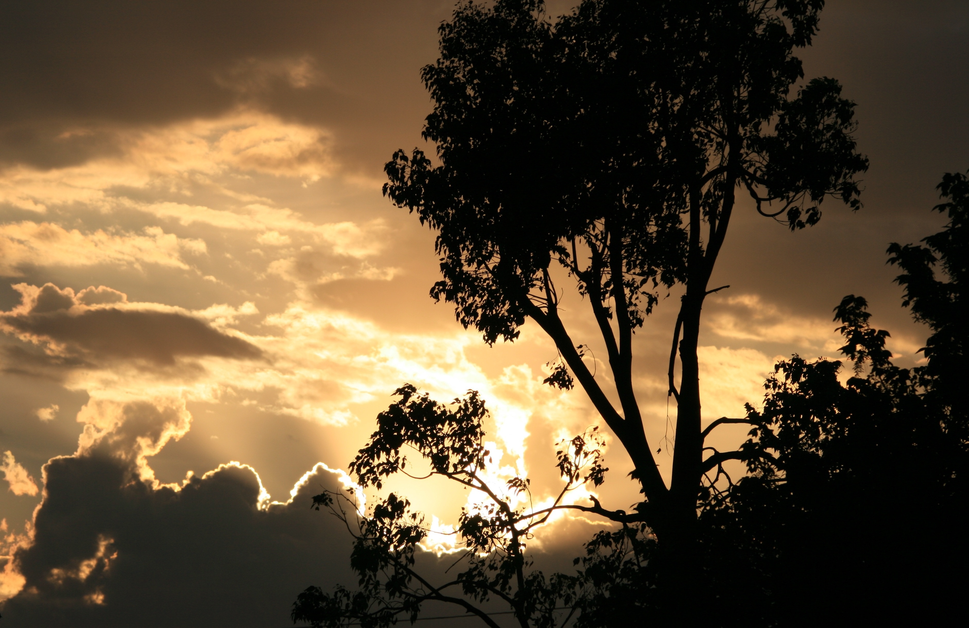 Обои небо, облака, дерево, ветки, силуэт, солнечный свет, the sky, clouds, tree, branches, silhouette, sunlight разрешение 3764x2442 Загрузить