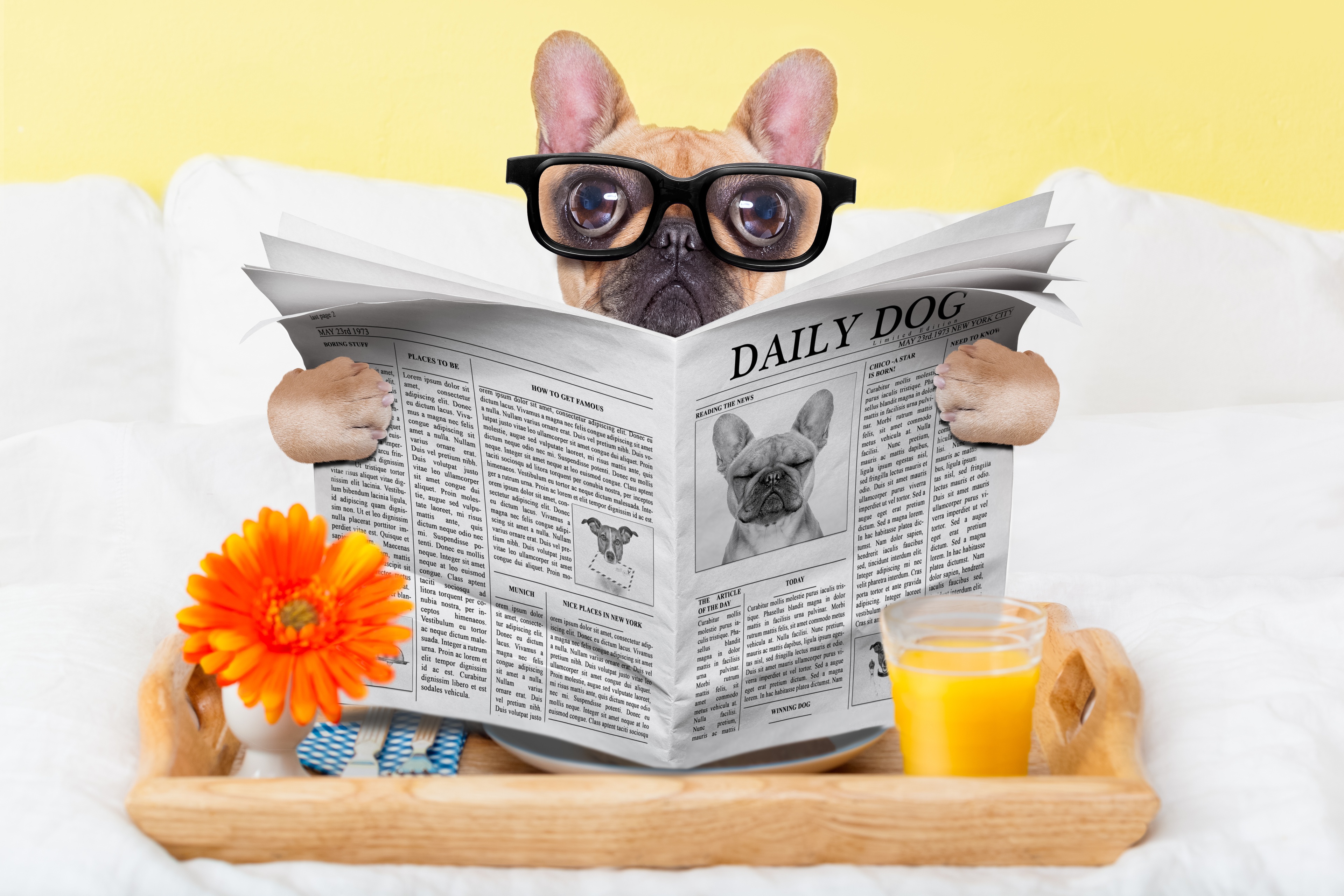 Обои очки, собака, юмор, газета, стакан, мопс, сок, glasses, dog, humor, newspaper, glass, pug, juice разрешение 3840x2560 Загрузить