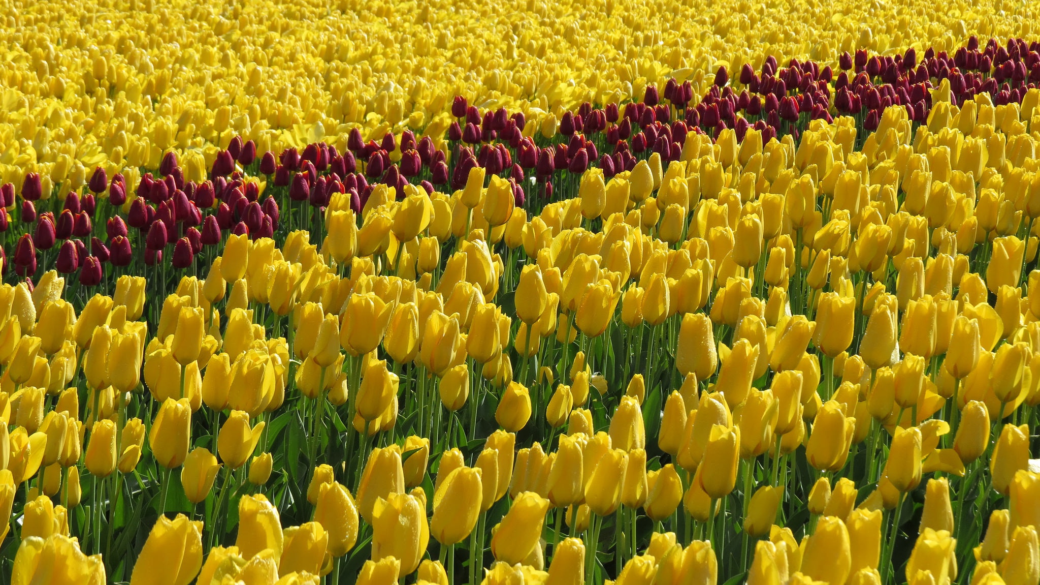Обои цветы, поле, тюльпаны, желтые, flowers, field, tulips, yellow разрешение 2048x1151 Загрузить