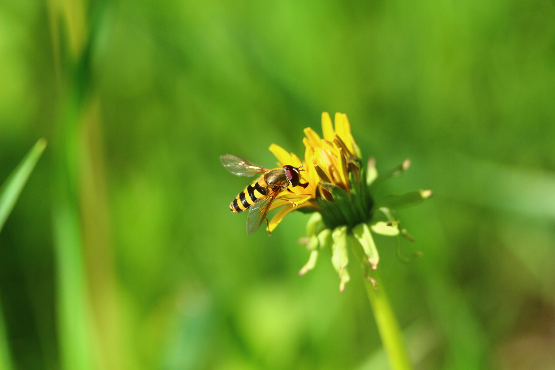 Обои природа, зелень, насекомое, цветок, одуванчик, муха, пчеловидная муха, nature, greens, insect, flower, dandelion, fly, pchelovodny fly разрешение 1920x1280 Загрузить