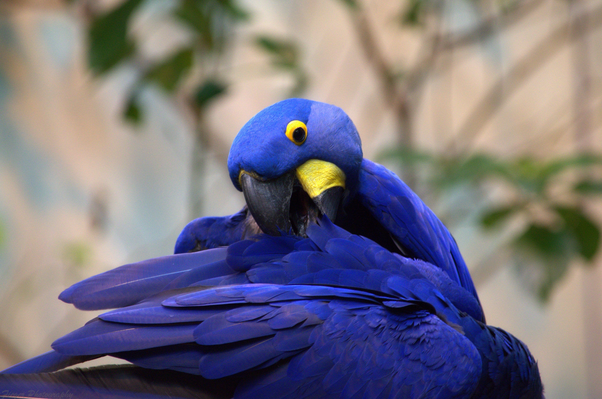 Обои птица, клюв, перья, попугай, ара, гиацинтовый ара, bird, beak, feathers, parrot, ara, hyacinth macaw разрешение 2048x1358 Загрузить