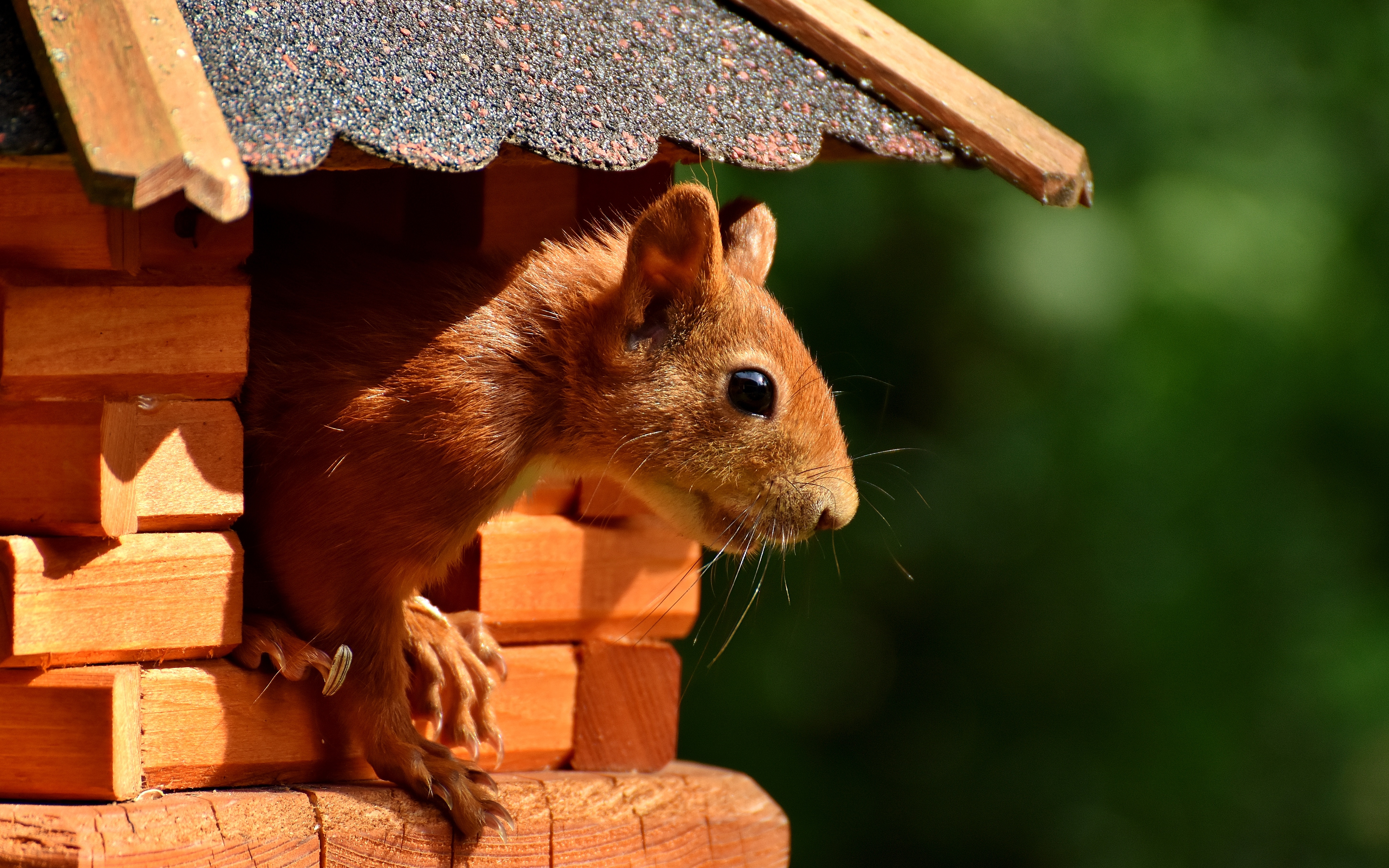 Обои рыжая, домик, белка, белочка, грызун, кормушка, red, house, protein, squirrel, rodent, feeder разрешение 5803x3627 Загрузить