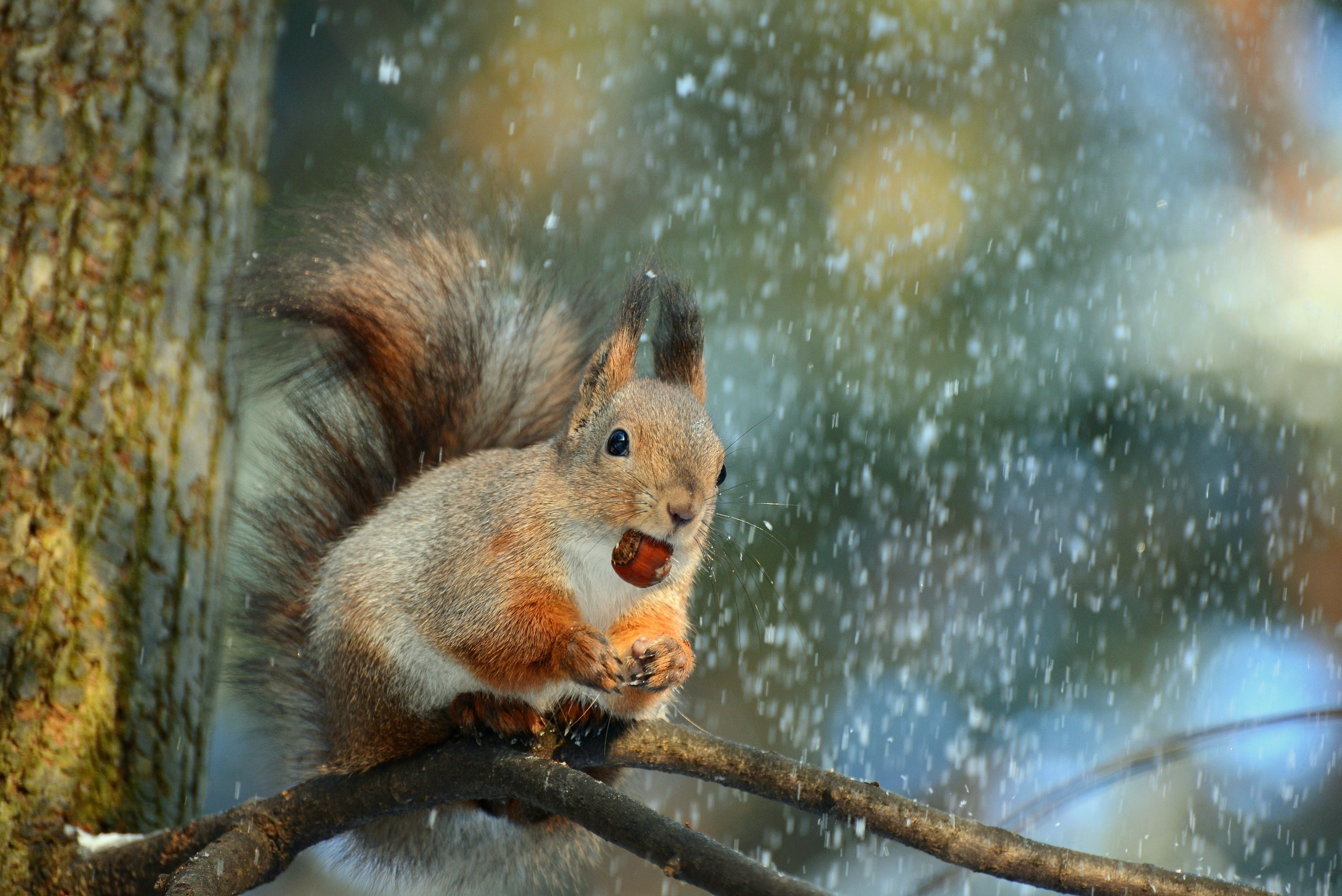 Обои снег, дерево, ветки, животное, белка, орех, snow, tree, branches, animal, protein, walnut разрешение 2996x2000 Загрузить