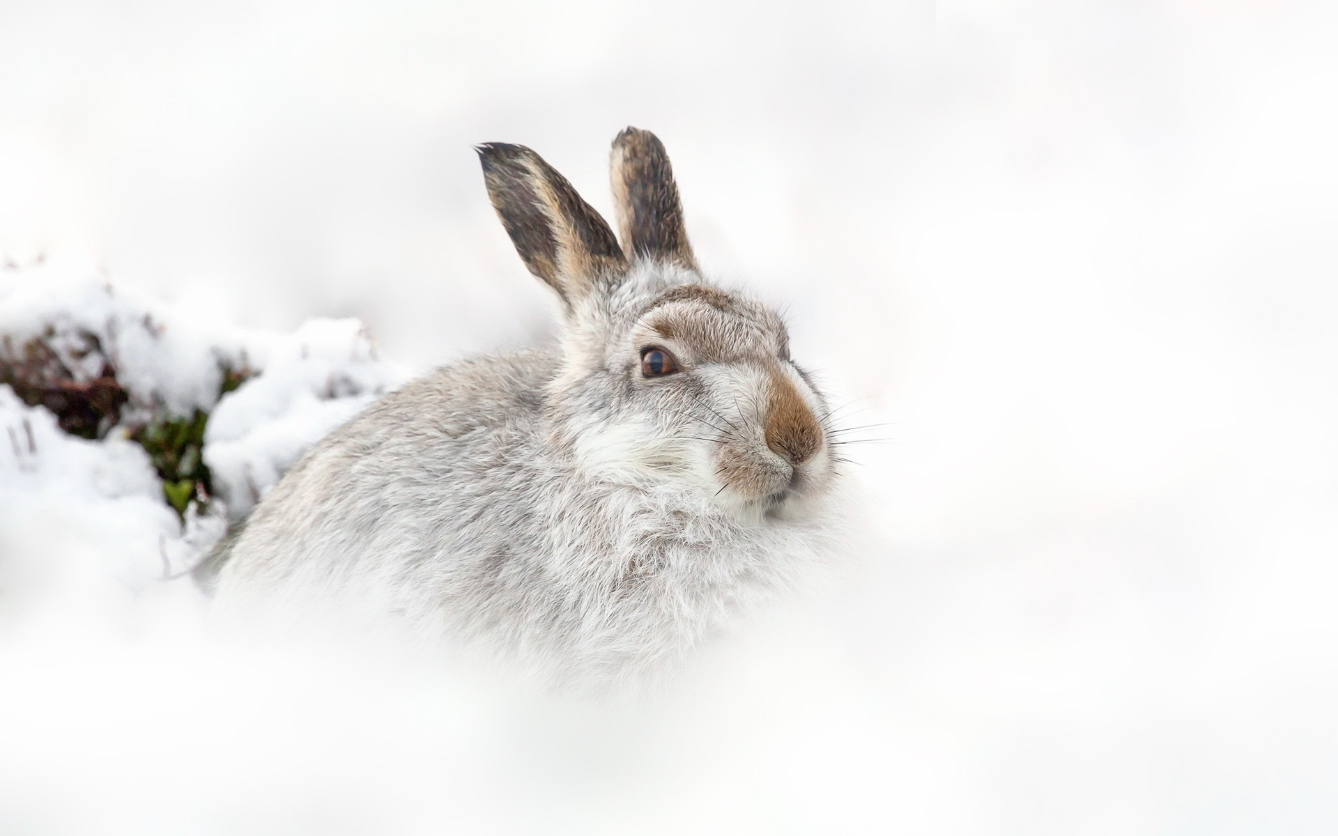 Обои снег, природа, зима, фон, заяц, snow, nature, winter, background, hare разрешение 1920x1200 Загрузить