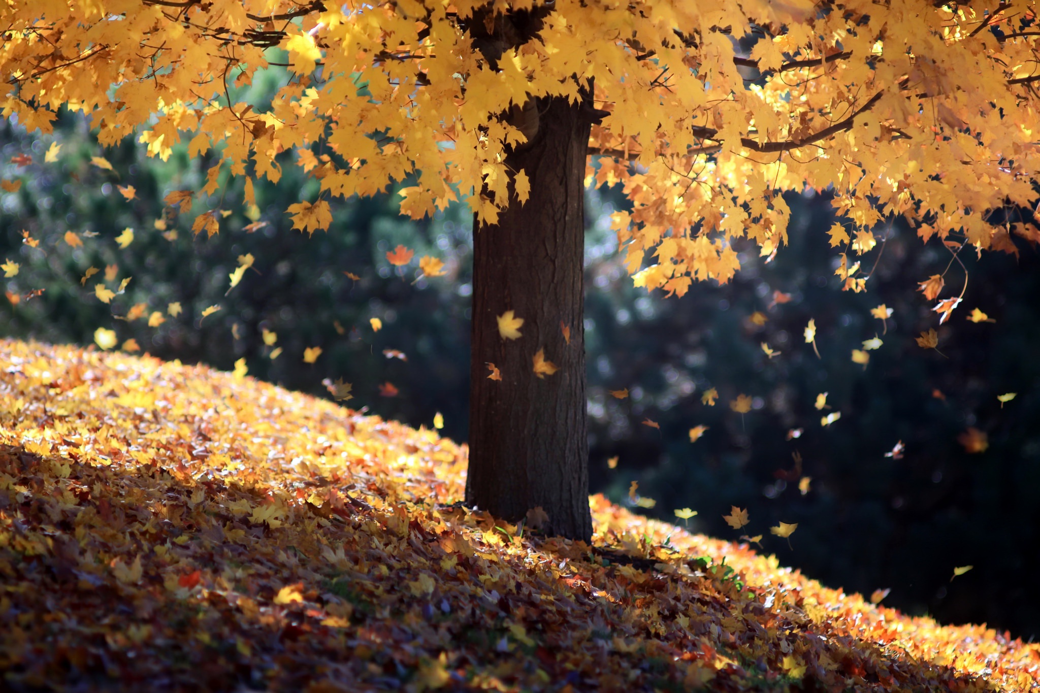 Скинуть листву. Осенний листопад. Осень листопад. Падающие листья. Осенний лес листопад.