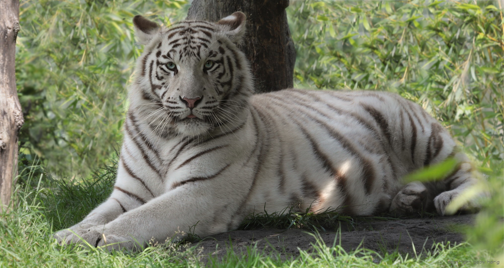 Обои тигр, морда, трава, взгляд, хищник, дикая кошка, белый тигр, tiger, face, grass, look, predator, wild cat, white tiger разрешение 2031x1080 Загрузить