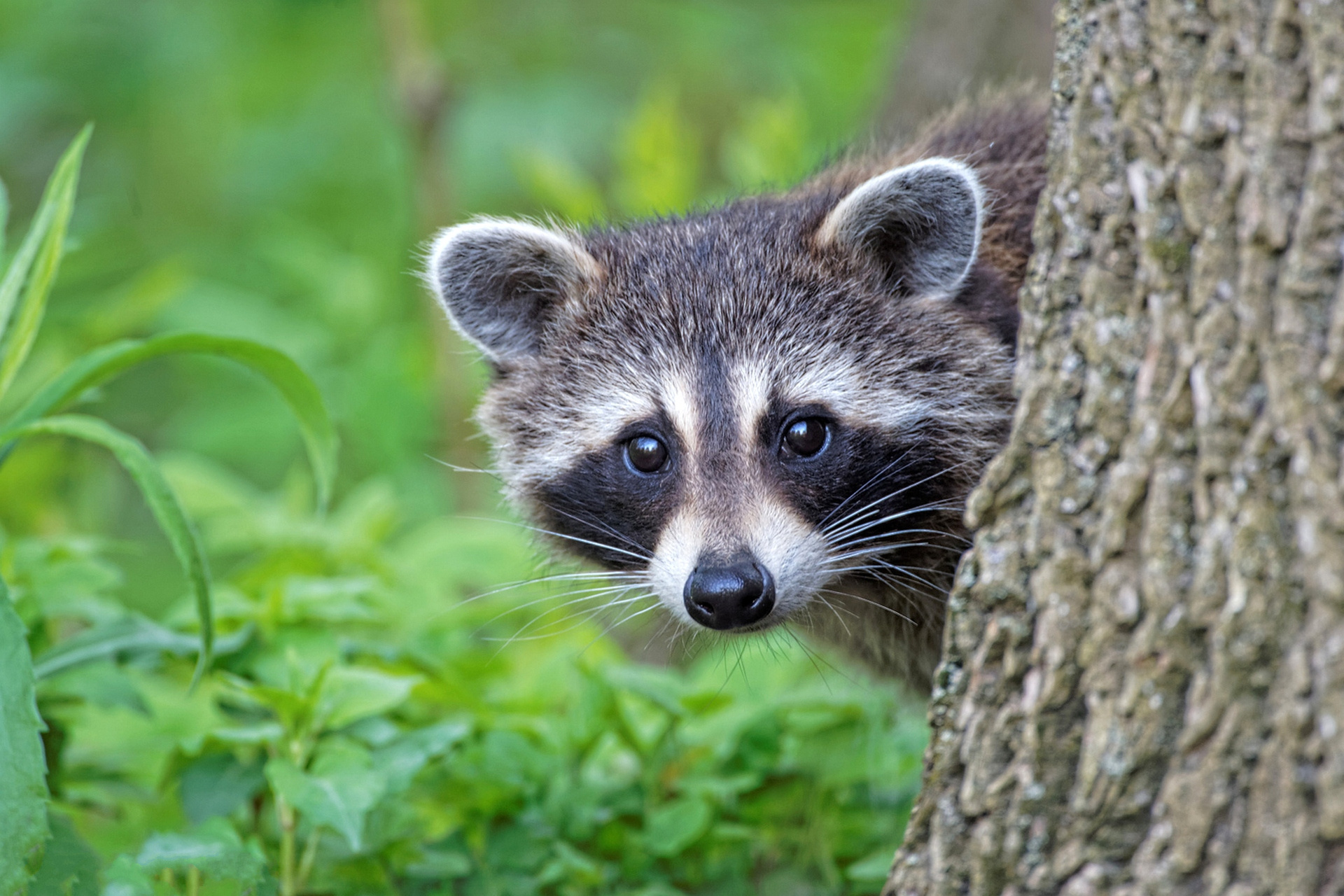 Обои трава, дерево, зелень, мордочка, взгляд, ствол, енот, grass, tree, greens, muzzle, look, trunk, raccoon разрешение 1920x1280 Загрузить