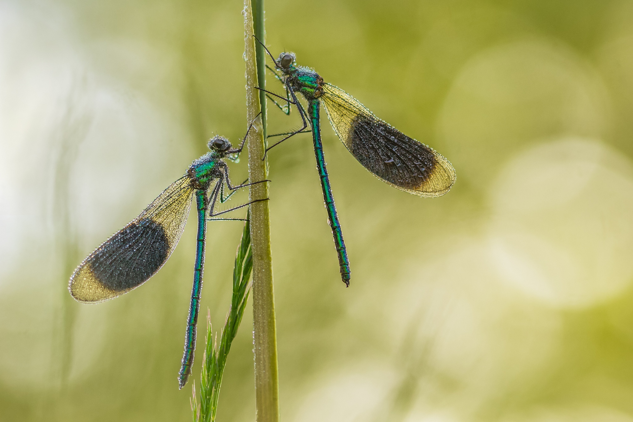 Обои трава, насекомое, фон, крылья, стрекоза, стебель, grass, insect, background, wings, dragonfly, stem разрешение 2048x1366 Загрузить