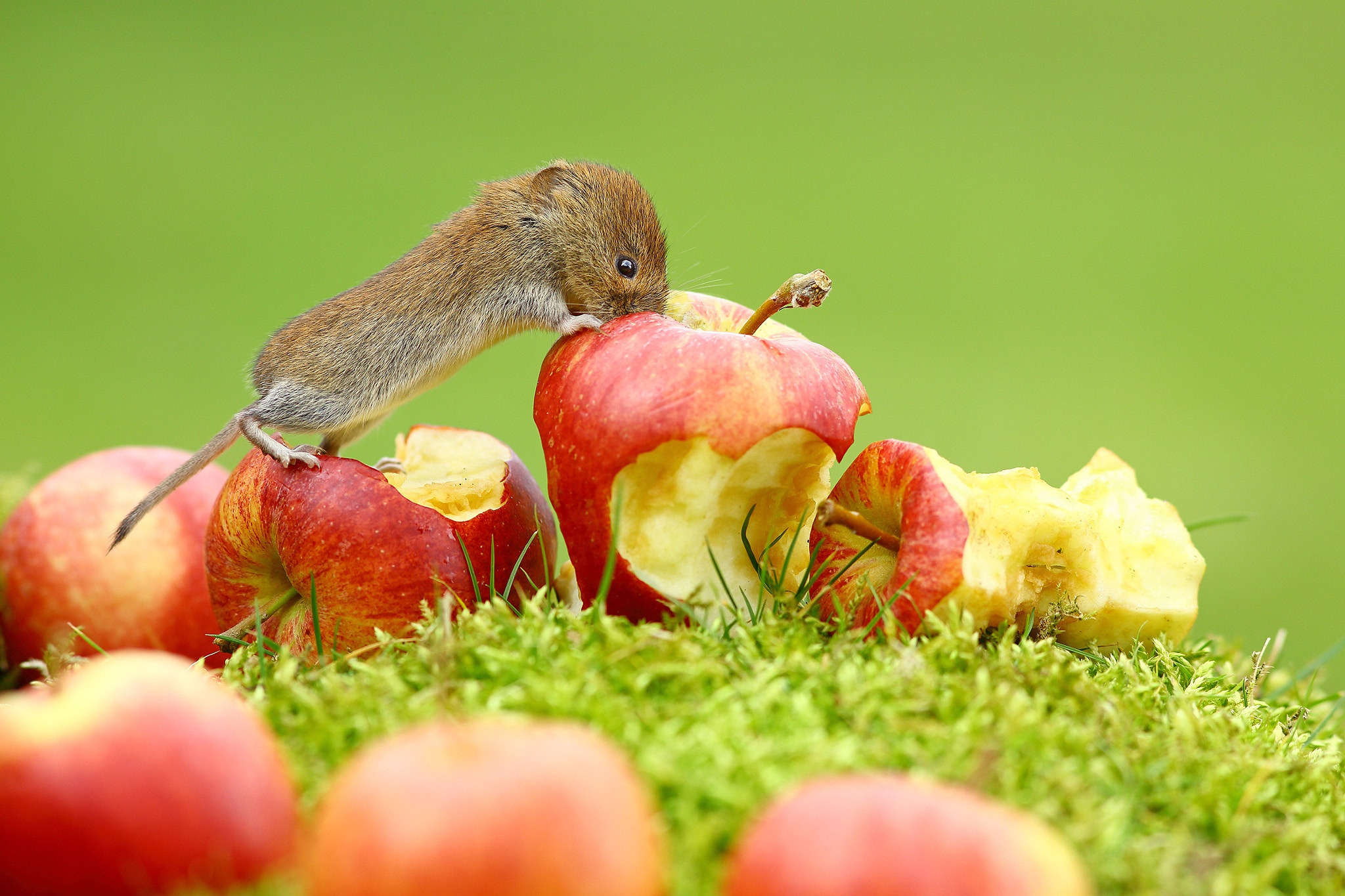 Обои трава, фрукты, яблоки, мышь, животное, зверек, grass, fruit, apples, mouse, animal разрешение 2048x1365 Загрузить