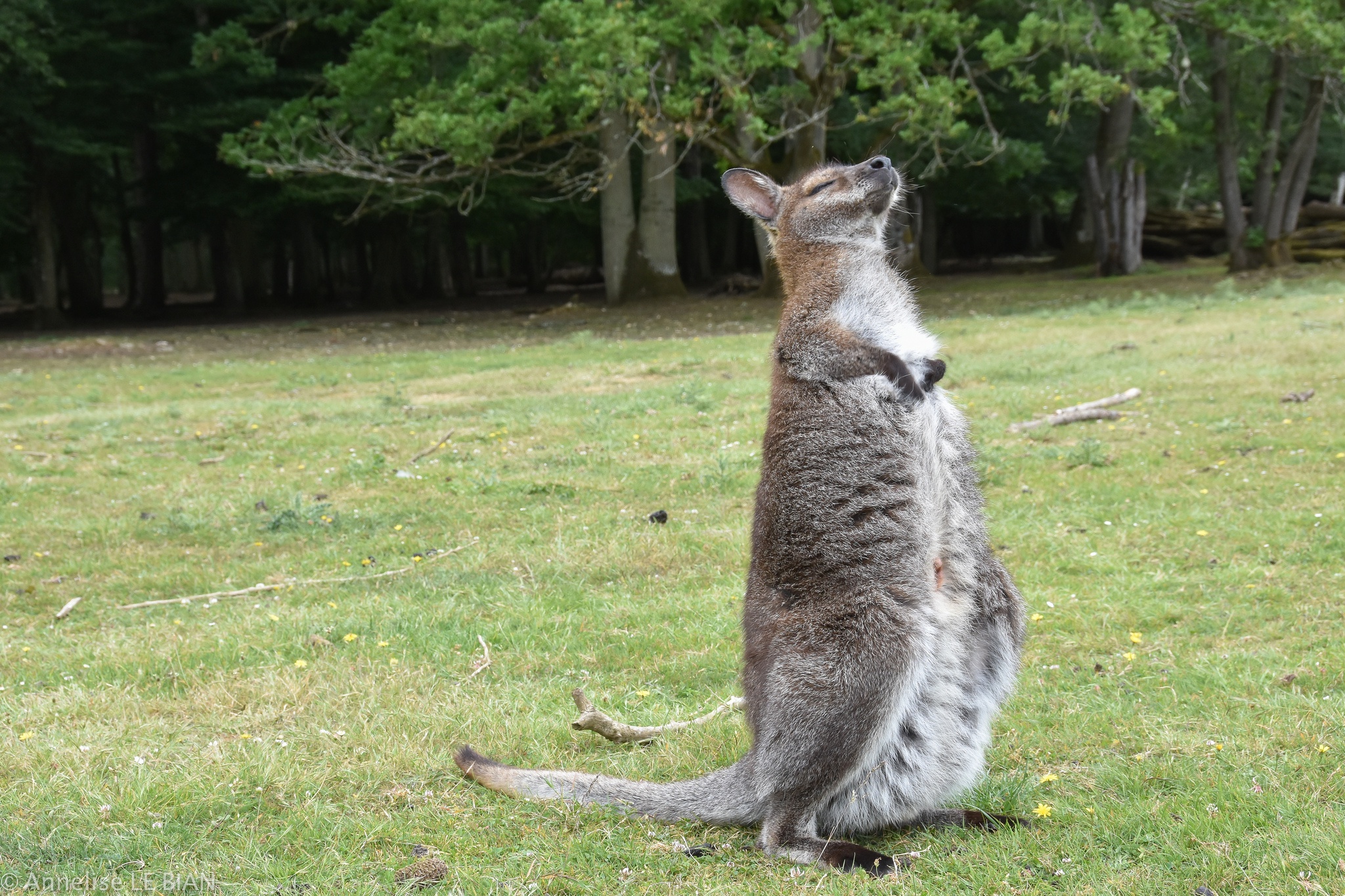 Обои трава, кенгуру, grass, kangaroo разрешение 2048x1365 Загрузить