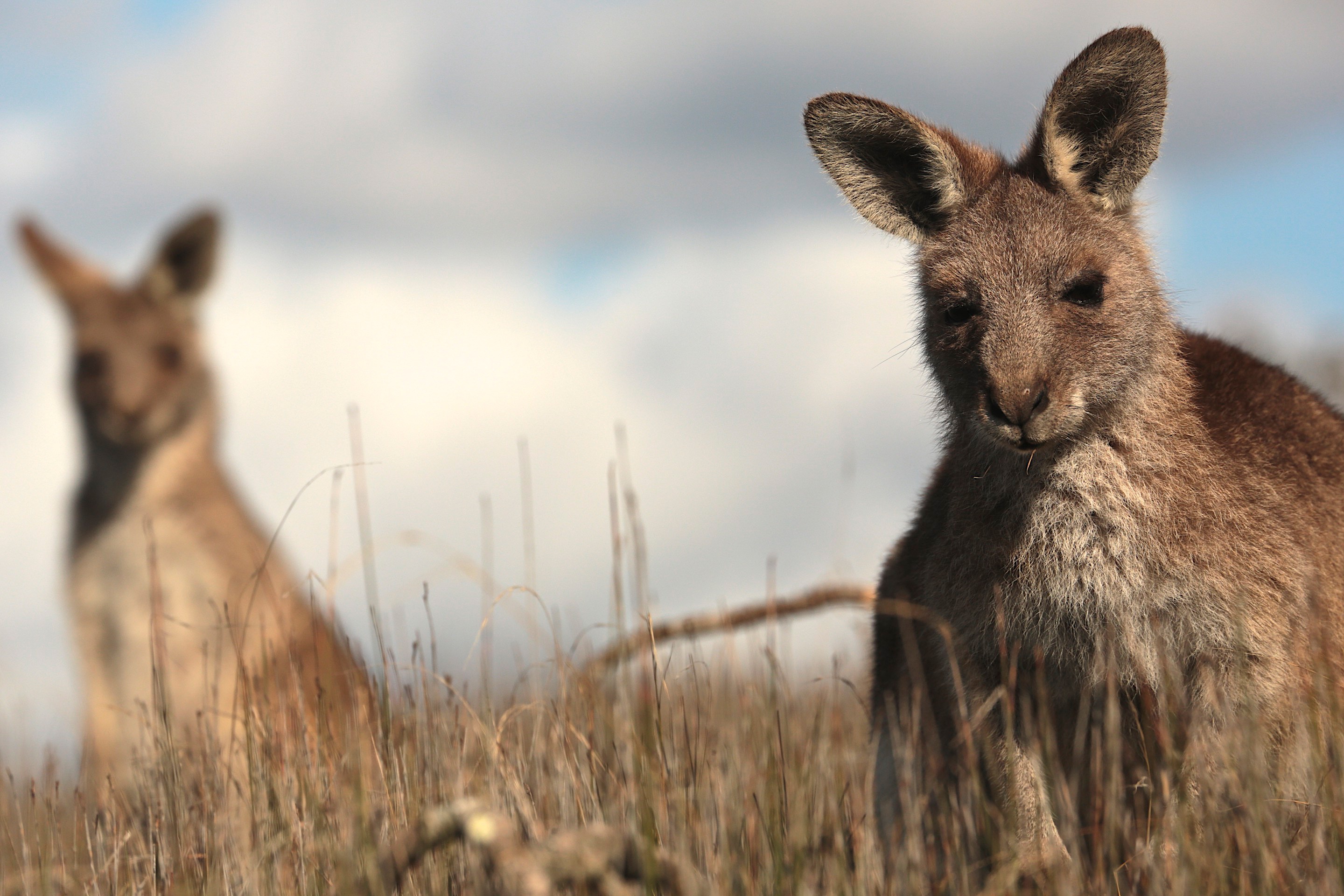 Обои трава, кенгуру, grass, kangaroo разрешение 2880x1920 Загрузить