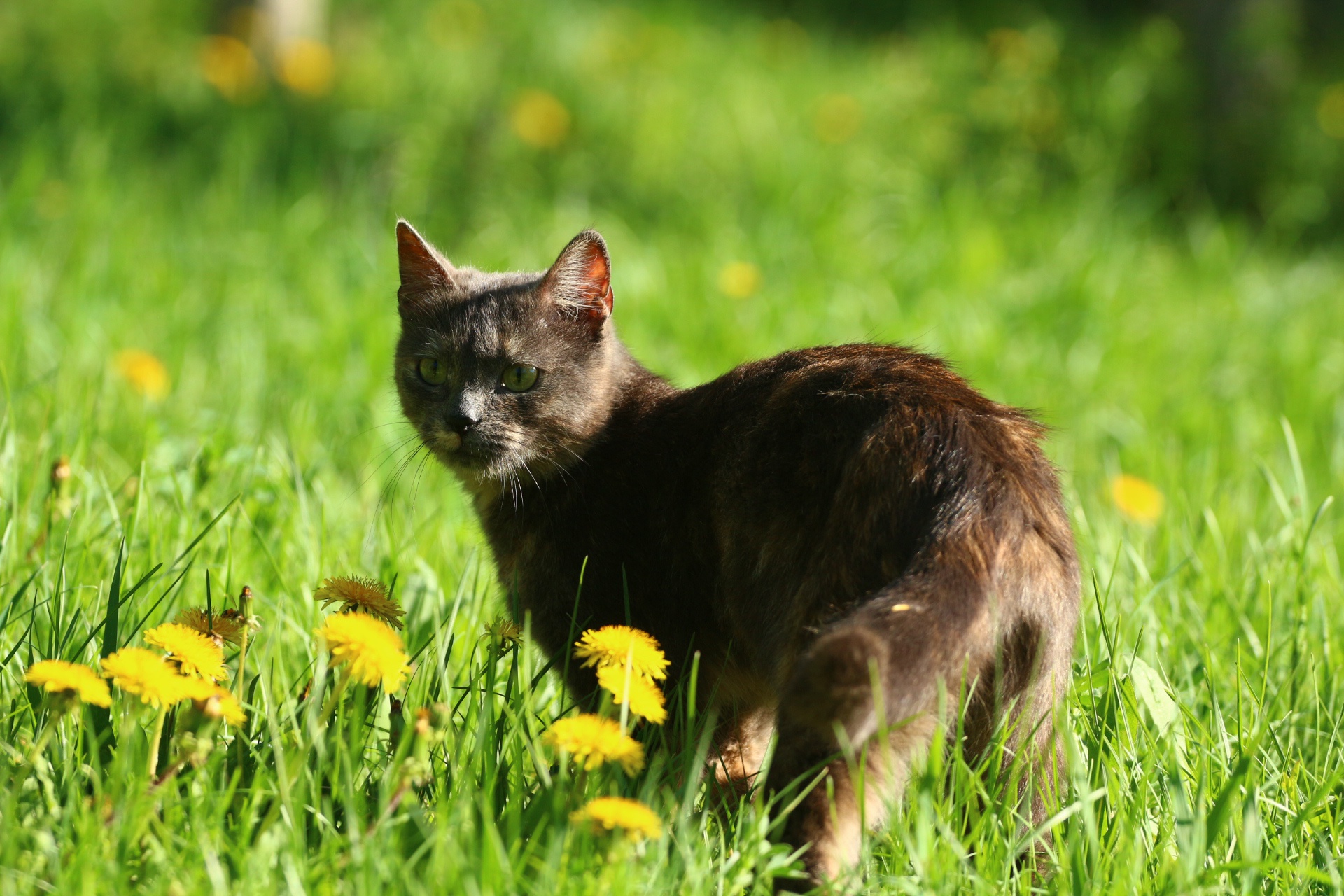 Обои цветы, трава, кот, мордочка, усы, кошка, взгляд, одуванчики, flowers, grass, cat, muzzle, mustache, look, dandelions разрешение 1920x1280 Загрузить