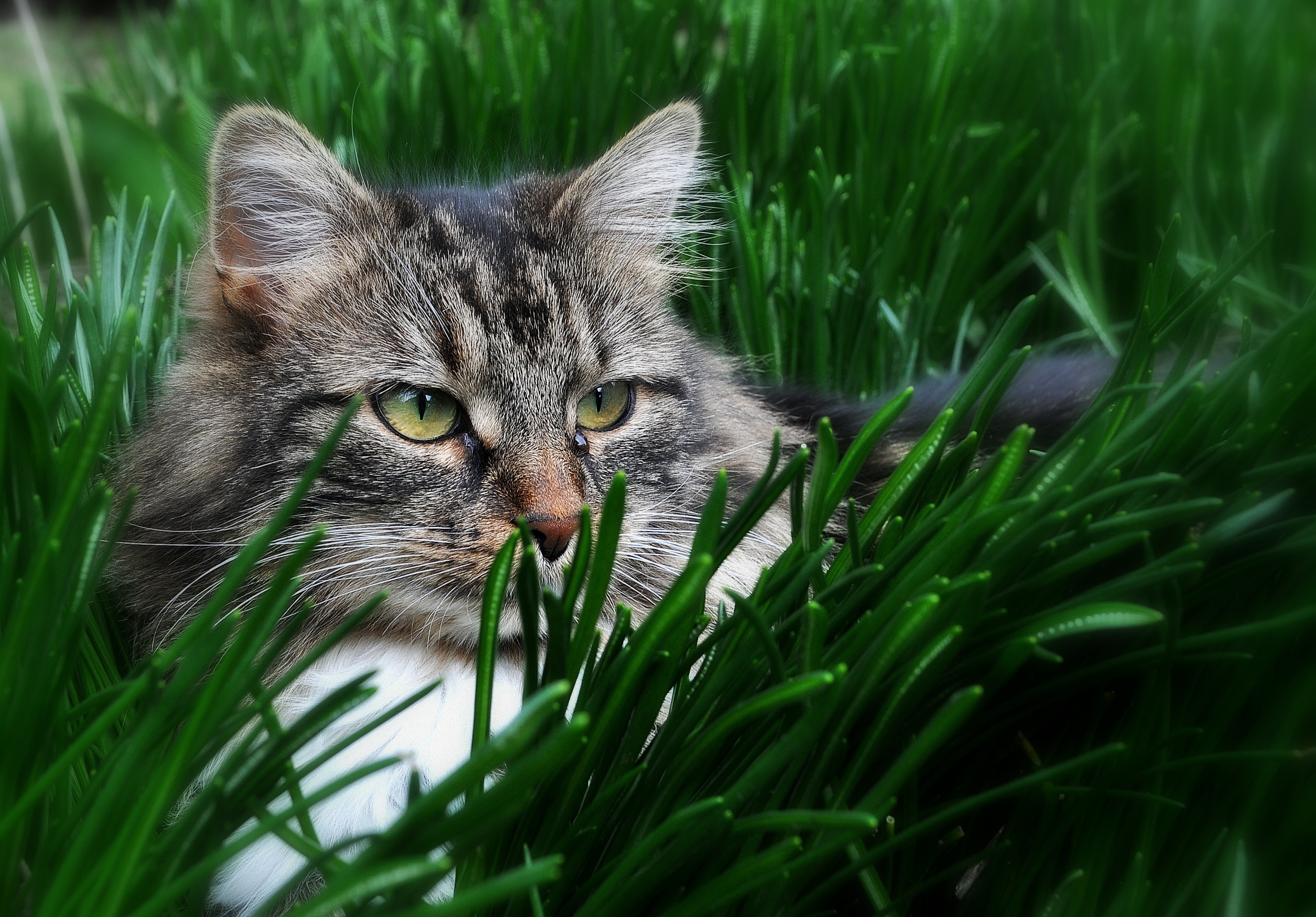 Обои глаза, трава, кот, кошка, взгляд, eyes, grass, cat, look разрешение 2738x1909 Загрузить