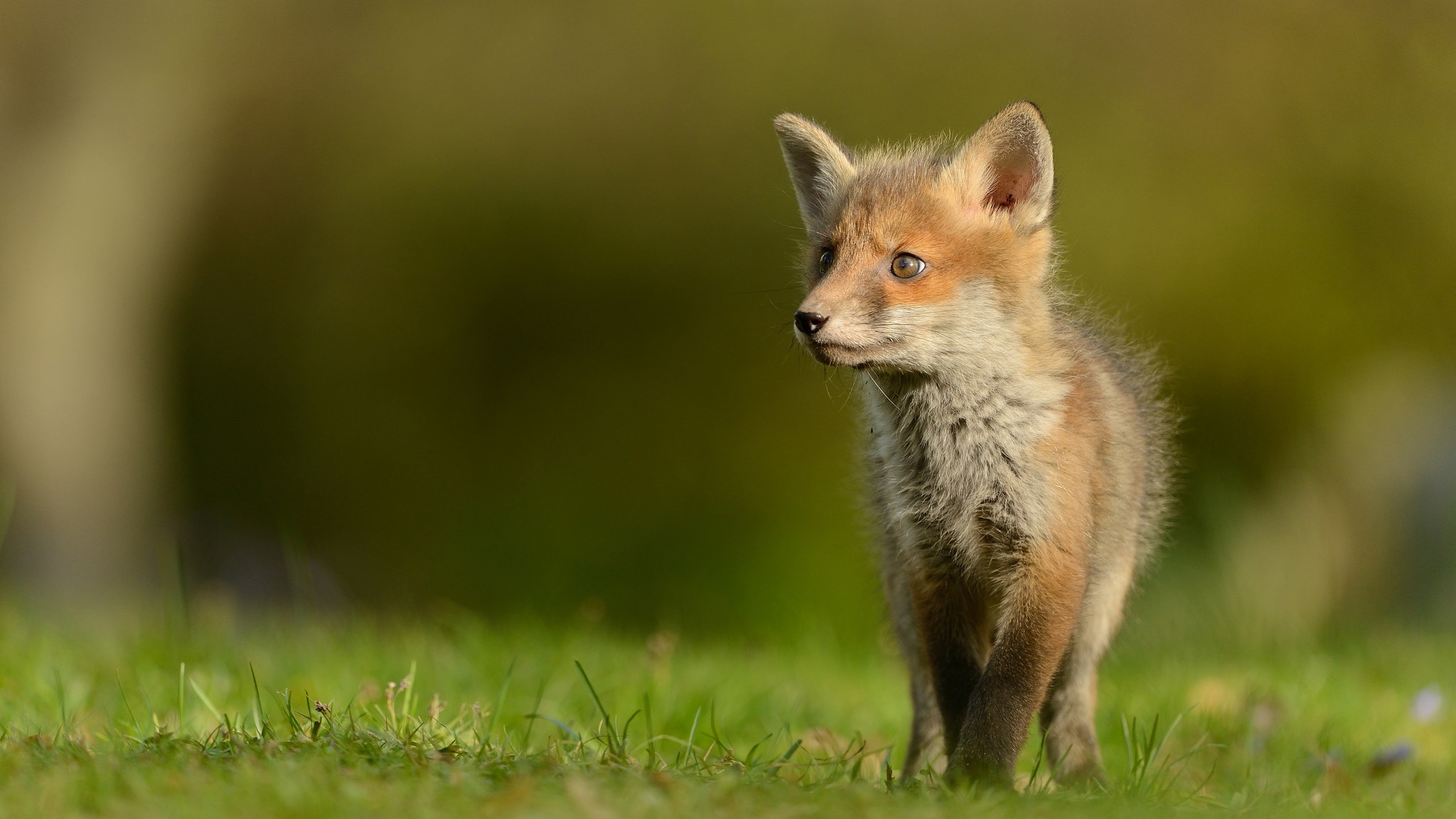 Обои трава, природа, животные, поляна, лиса, лисенок, grass, nature, animals, glade, fox разрешение 2048x1152 Загрузить