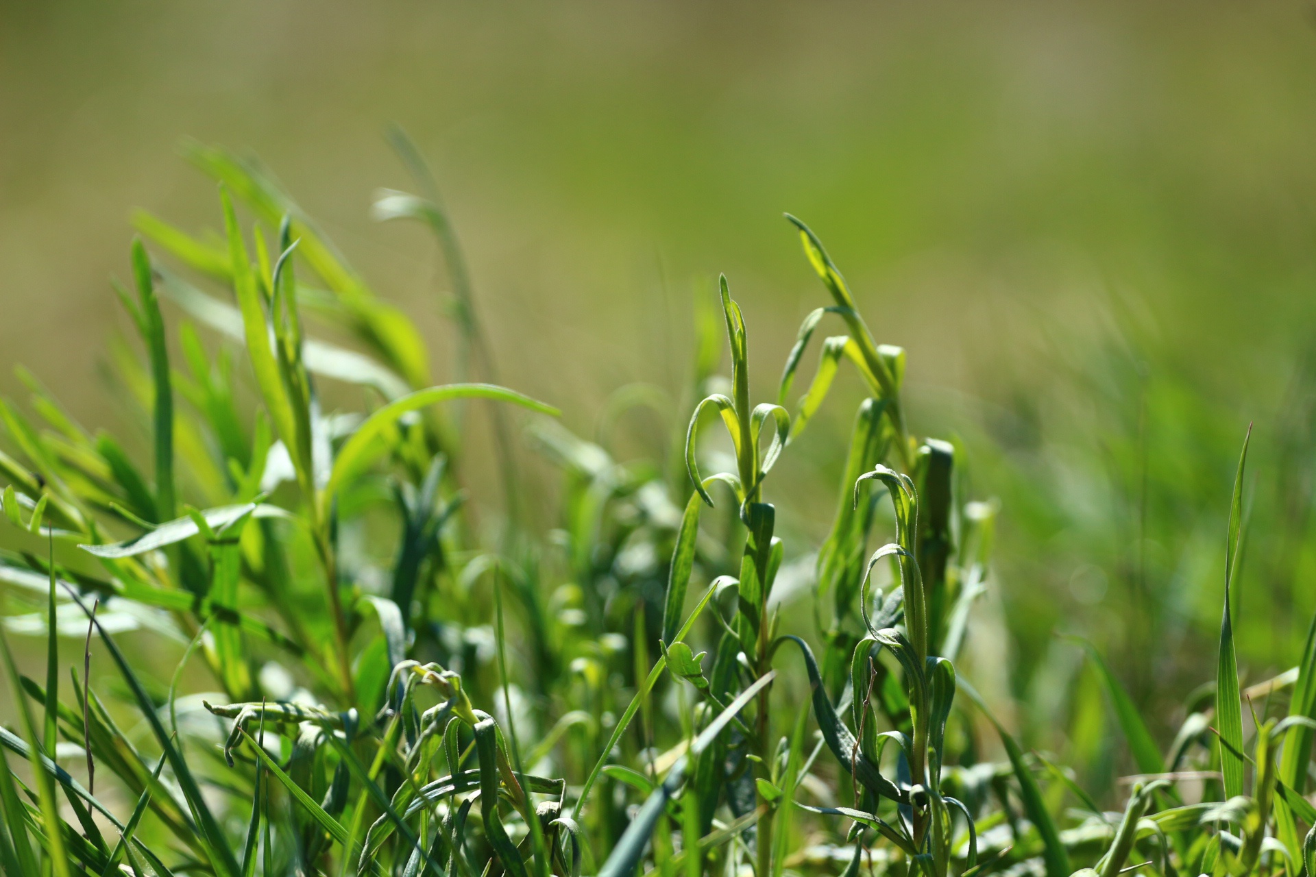 Обои трава, природа, зелень, макро, grass, nature, greens, macro разрешение 1920x1280 Загрузить