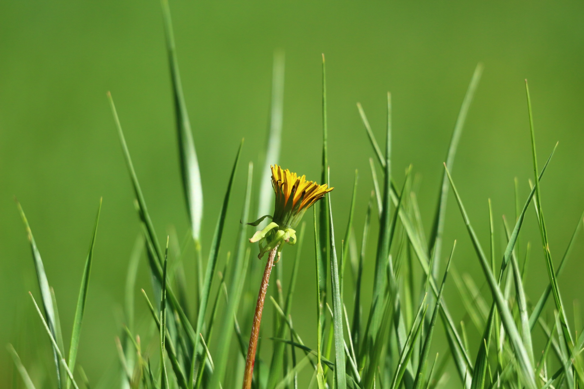 Обои трава, зелень, цветок, одуванчик, grass, greens, flower, dandelion разрешение 1920x1280 Загрузить