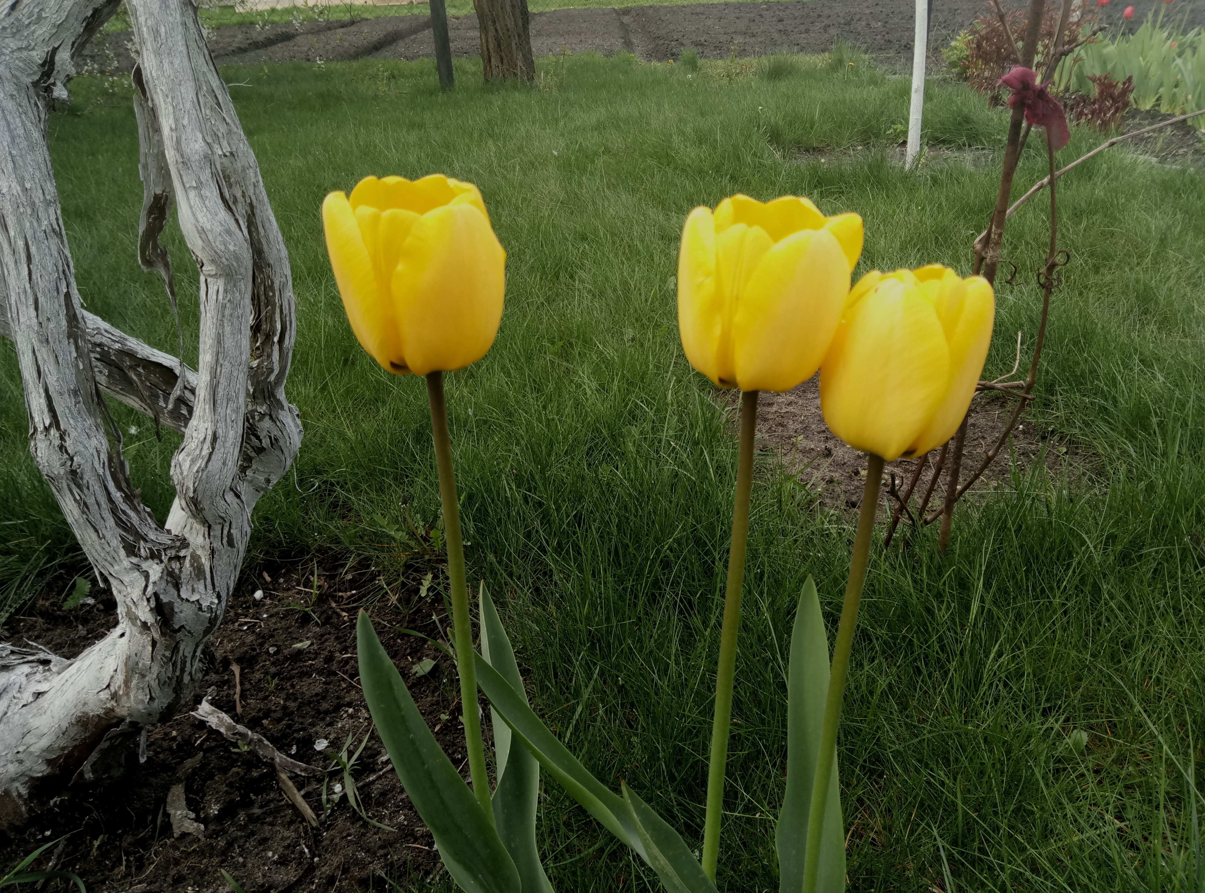 Тюльпан со стеблем. Тюльпан Altay(Yellow,White). Тюльпан черешок. Стебель тюльпана. Тюльпан на стебле.