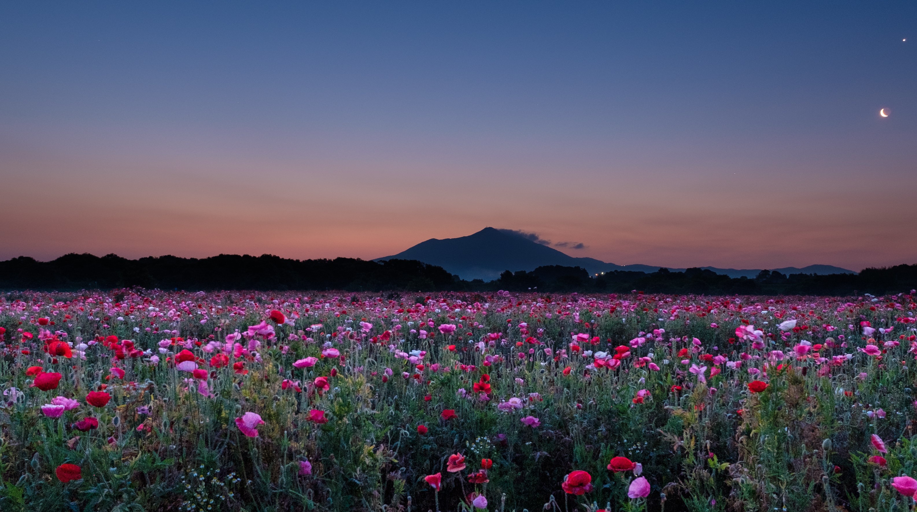 Обои небо, цветы, вечер, гора, маки, маковое поле, hiroshi ohyama, the sky, flowers, the evening, mountain, maki, poppy field разрешение 3171x1772 Загрузить