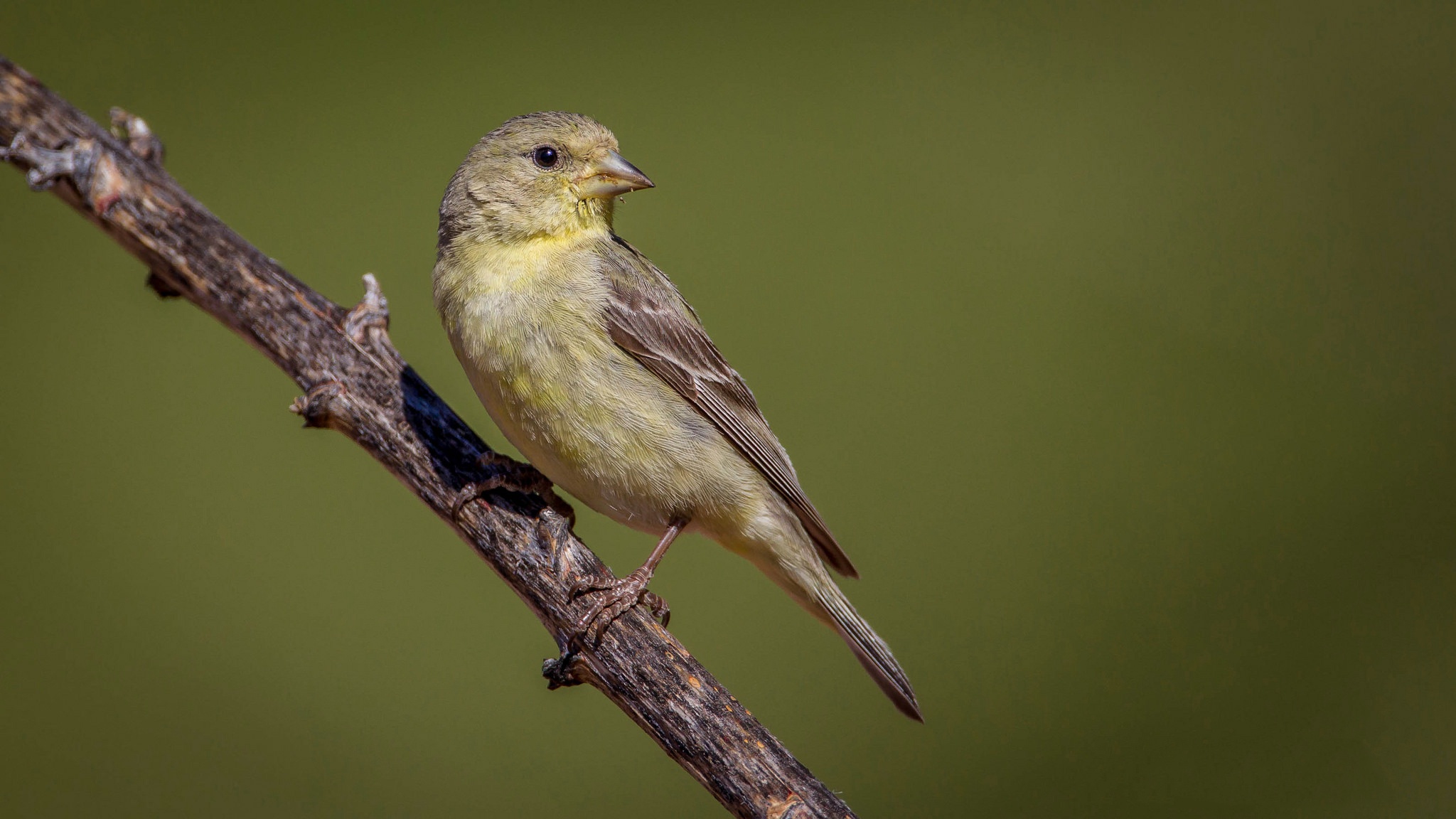 Обои ветка, птица, клюв, перья, хвост, щегол, branch, bird, beak, feathers, tail, goldfinch разрешение 2048x1152 Загрузить