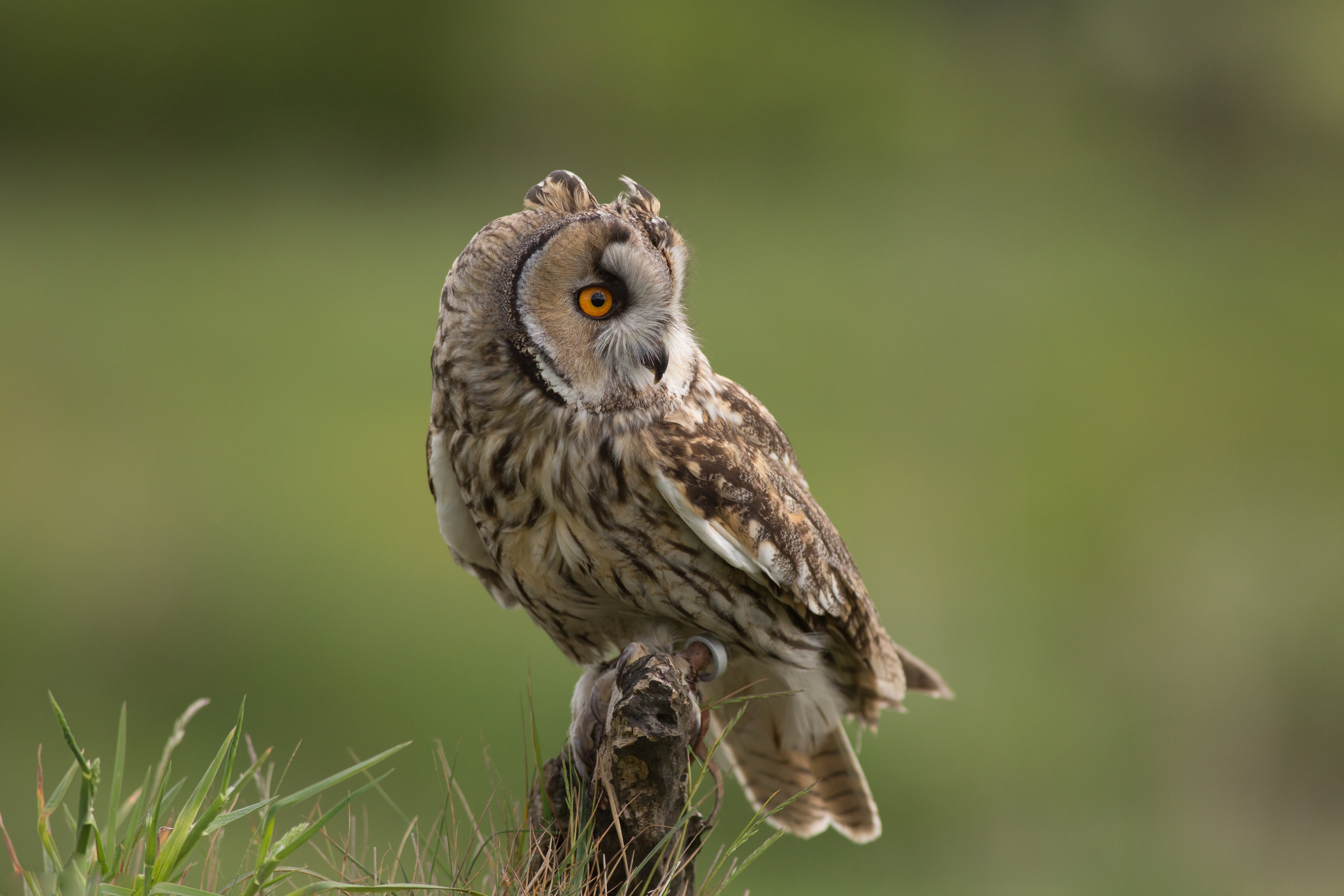 Обои трава, сова, взгляд, птица, клюв, перья, ушастая сова, grass, owl, look, bird, beak, feathers, long-eared owl разрешение 5760x3840 Загрузить