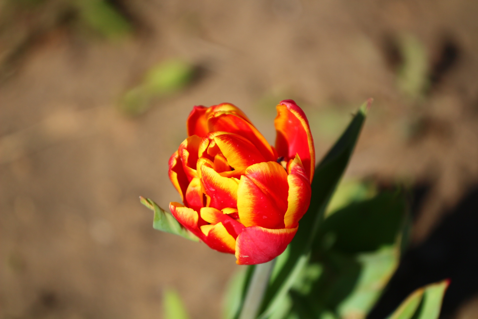 Обои зелень, цветок, лепестки, весна, тюльпан, greens, flower, petals, spring, tulip разрешение 1920x1280 Загрузить