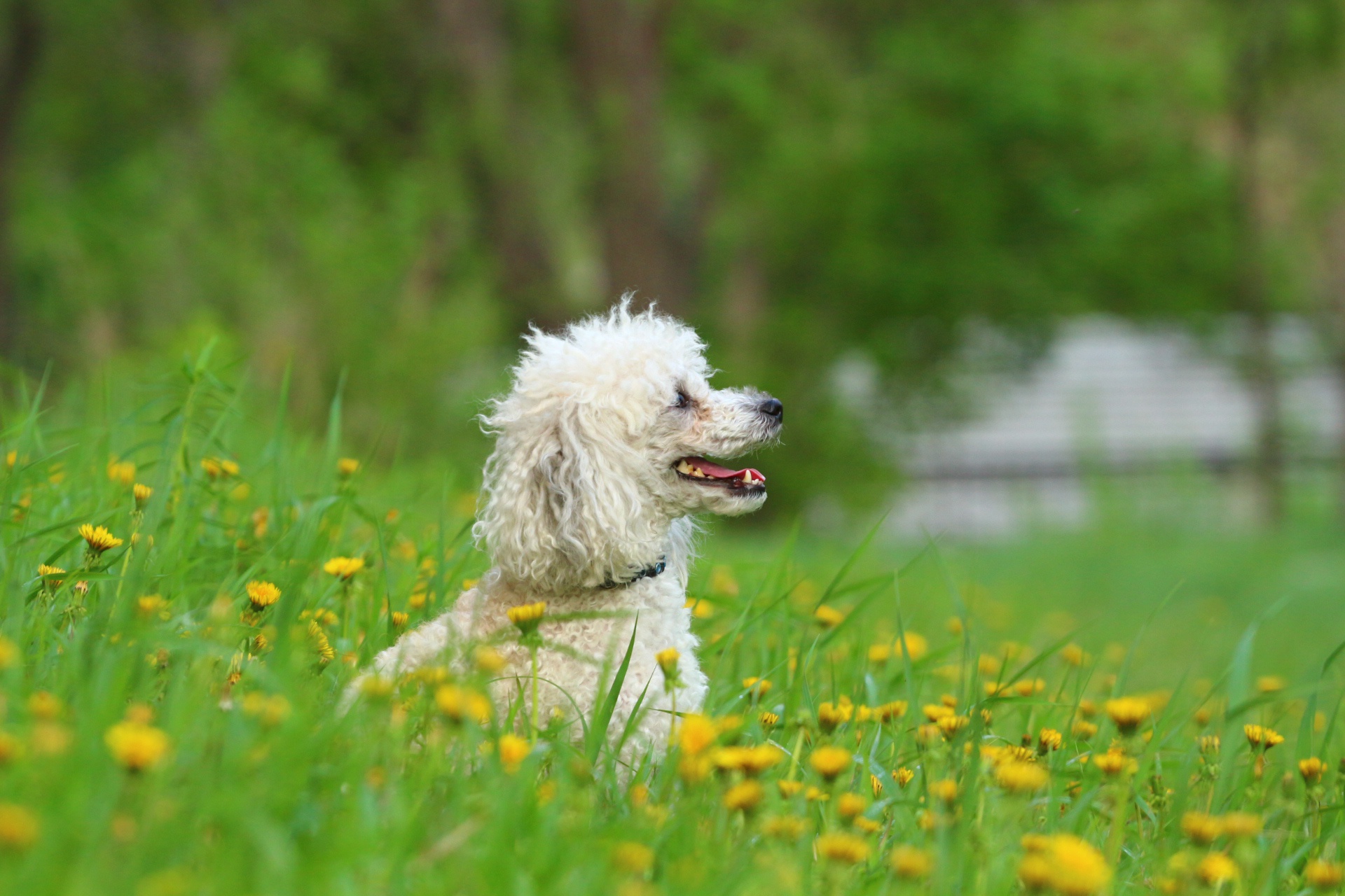 Обои цветы, зелень, взгляд, собака, профиль, одуванчики, пудель, flowers, greens, look, dog, profile, dandelions, poodle разрешение 1920x1280 Загрузить