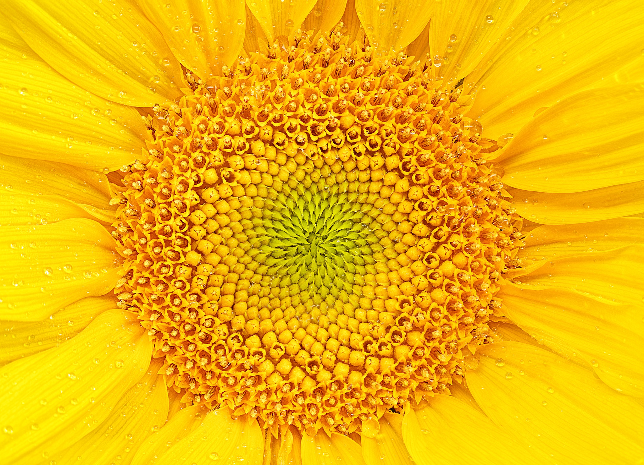 Обои желтый, макро, цветок, лепестки, подсолнух, yellow, macro, flower, petals, sunflower разрешение 2048x1480 Загрузить