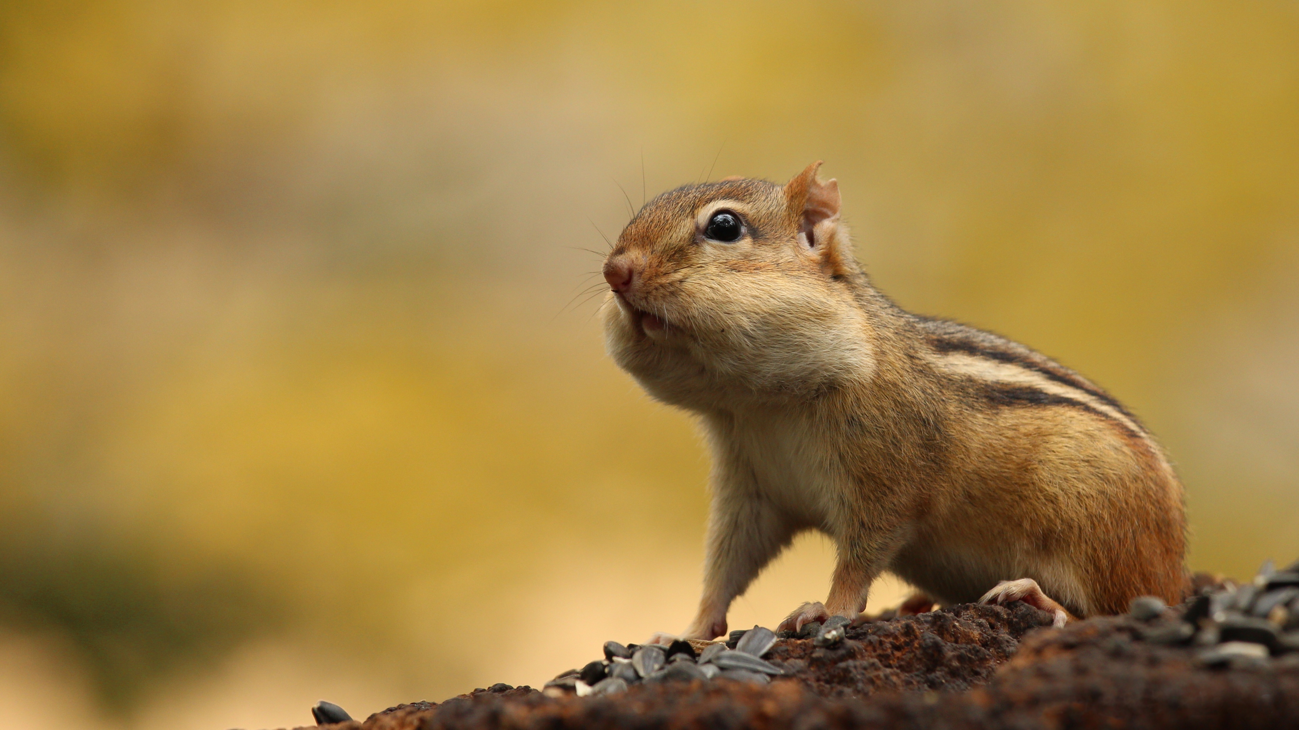 Обои животное, семечки, бурундук, грызун, щёки, animal, seeds, chipmunk, rodent, cheeks разрешение 4422x2486 Загрузить