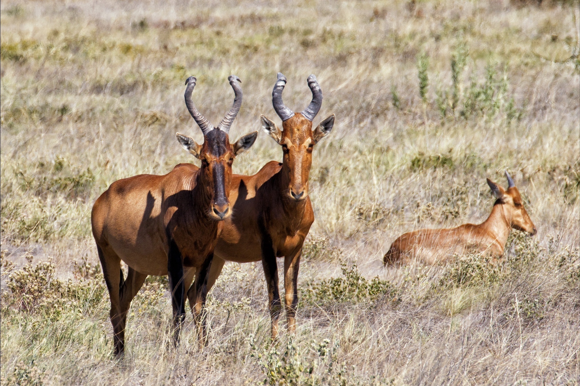 Обои животные, антилопы, animals, antelope разрешение 2035x1353 Загрузить
