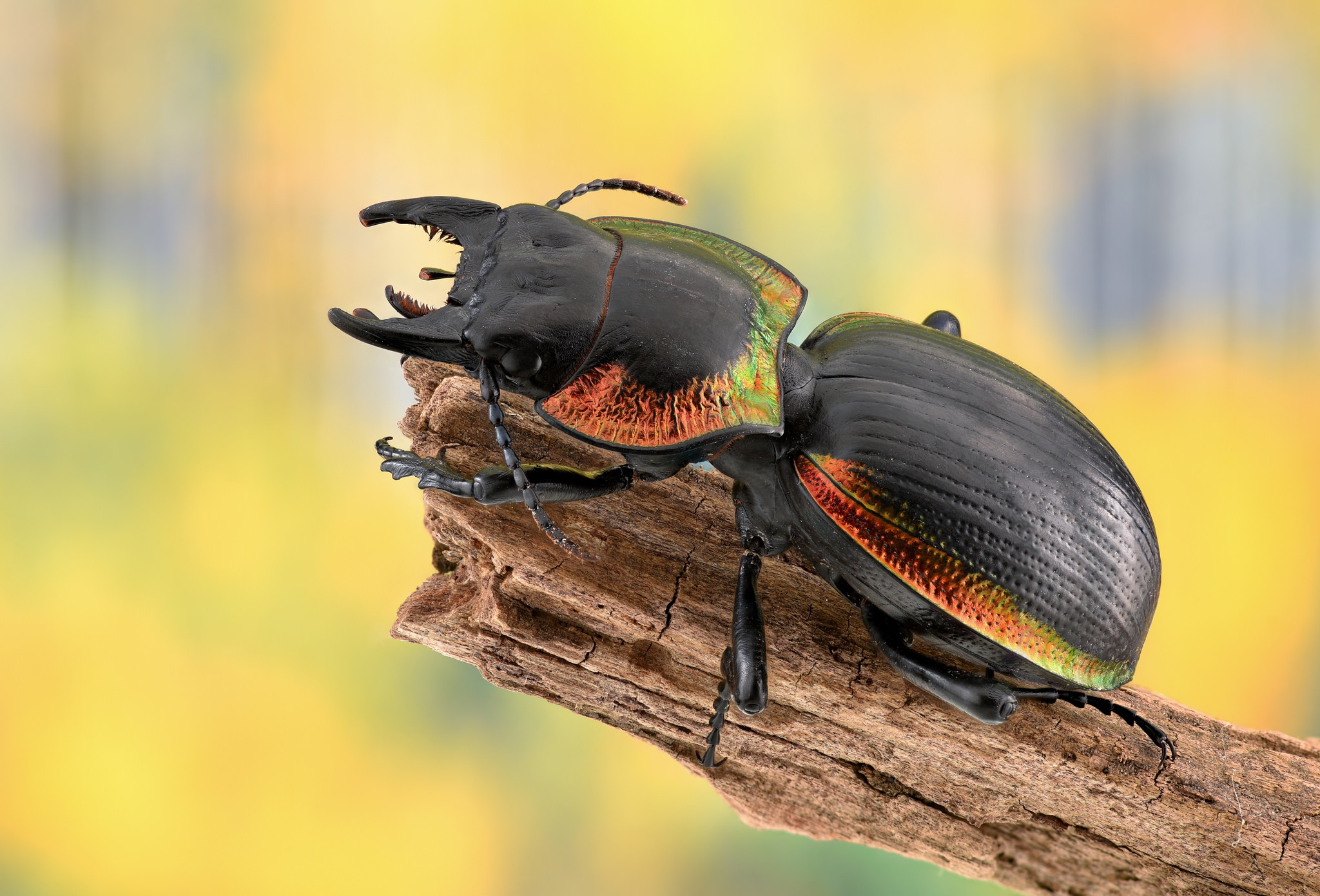 Скачать обои жук, макро, насекомое, жужелица, beetle разрешение 2048x1391 #...