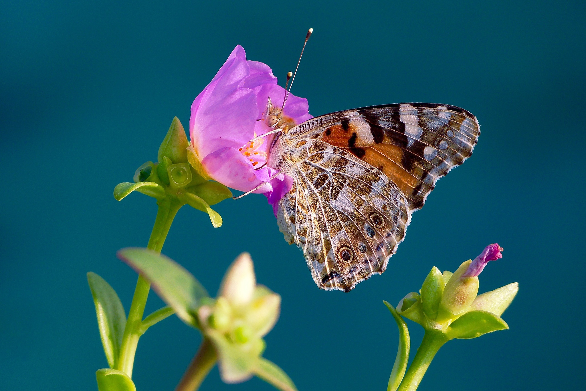 Обои макро, насекомое, фон, цветок, бабочка, крылья, репейница, macro, insect, background, flower, butterfly, wings, the painted lady разрешение 2048x1368 Загрузить