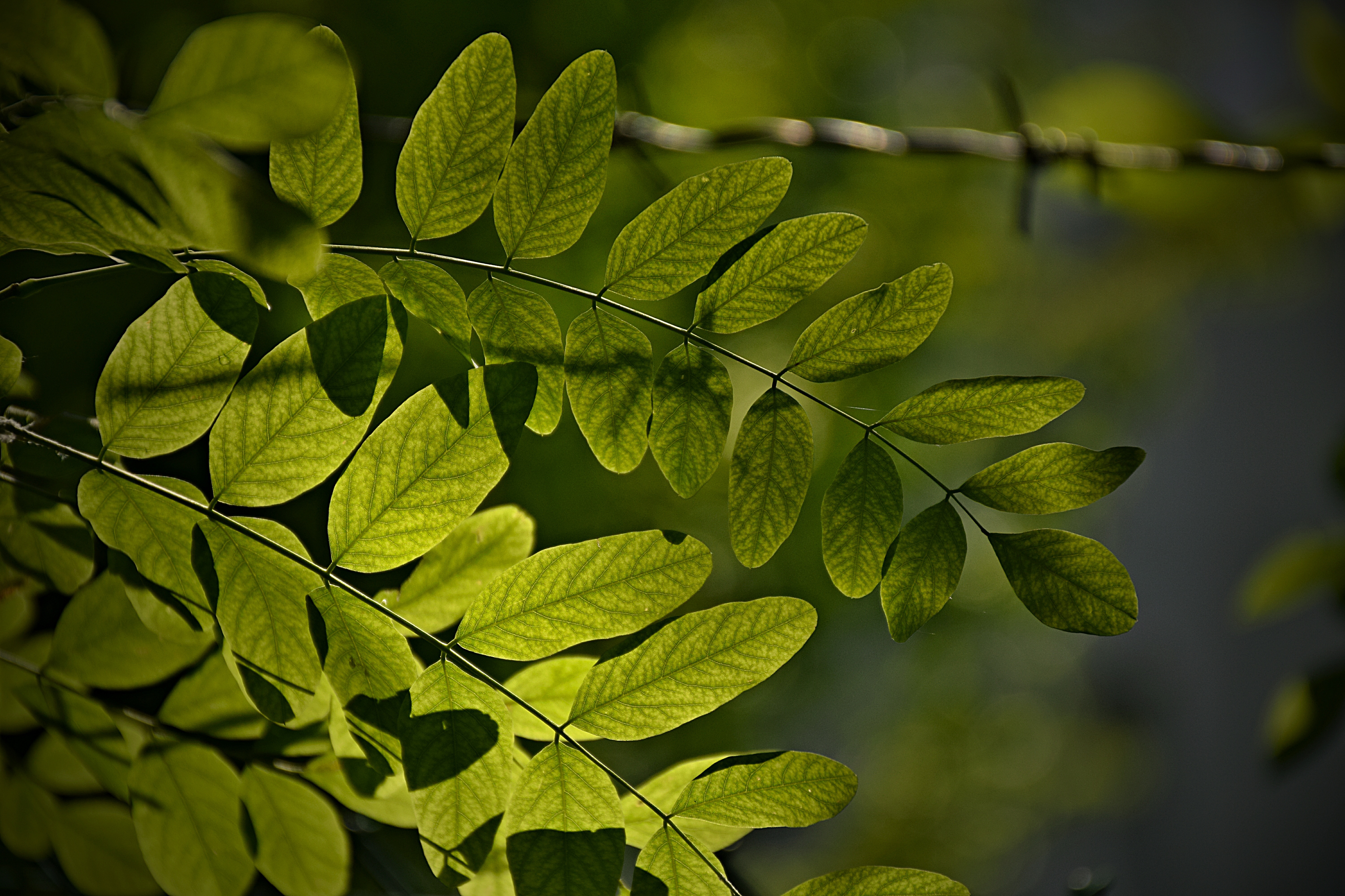 Обои листья, макро, ветки, зеленые листья, leaves, macro, branches, green leaves разрешение 6000x4000 Загрузить