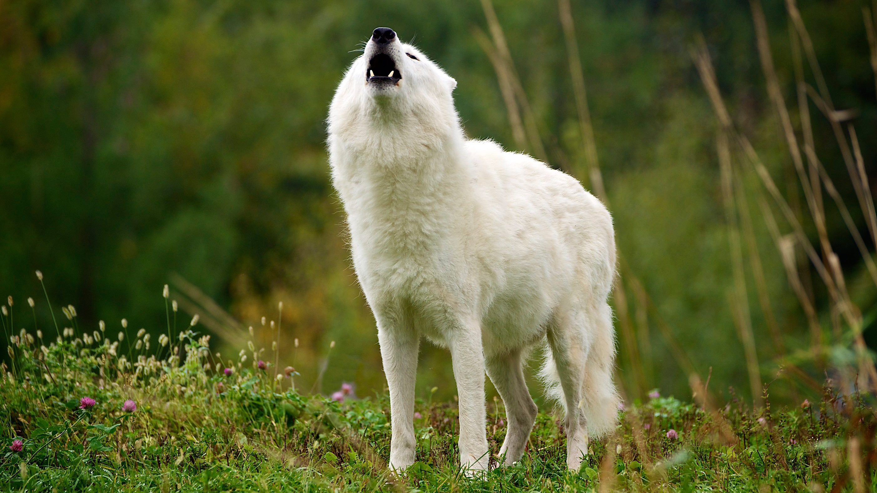 Обои трава, природа, белый, клыки, пасть, волк, вой, арктический волк, grass, nature, white, fangs, mouth, wolf, howl, arctic wolf разрешение 2803x1577 Загрузить